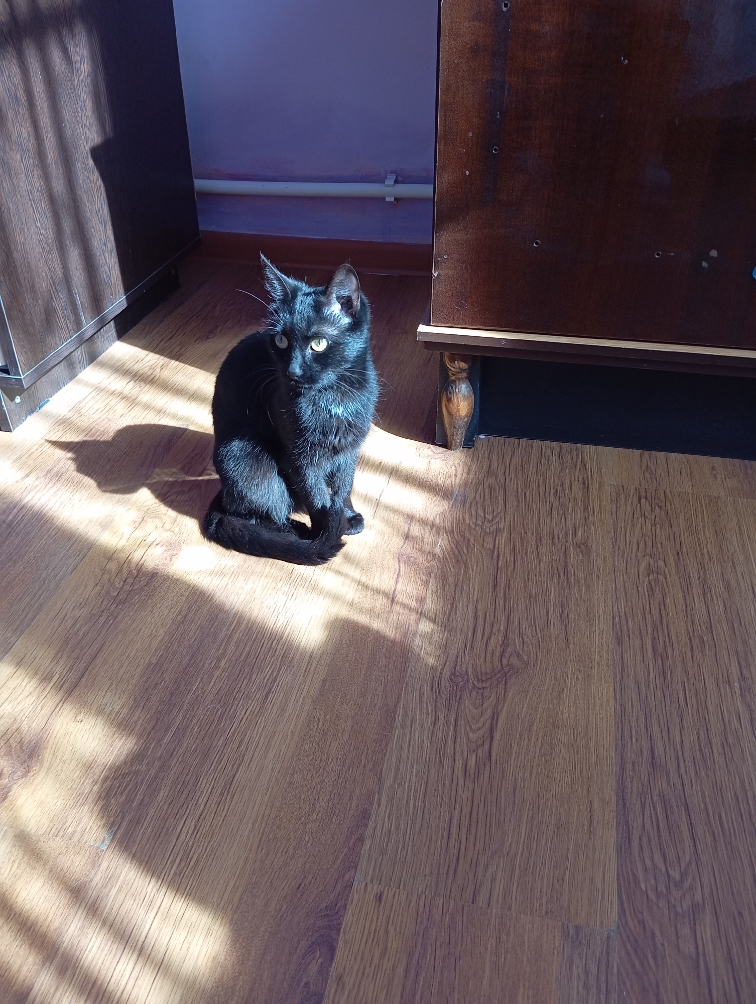 A black cat sits on a wooden floor in a room in Baksan, Russia. The room contains two dark brown cabinets. Sunlight streams through a window, casting striped shadows on the floor and the cat. The cat is small and has green eyes.