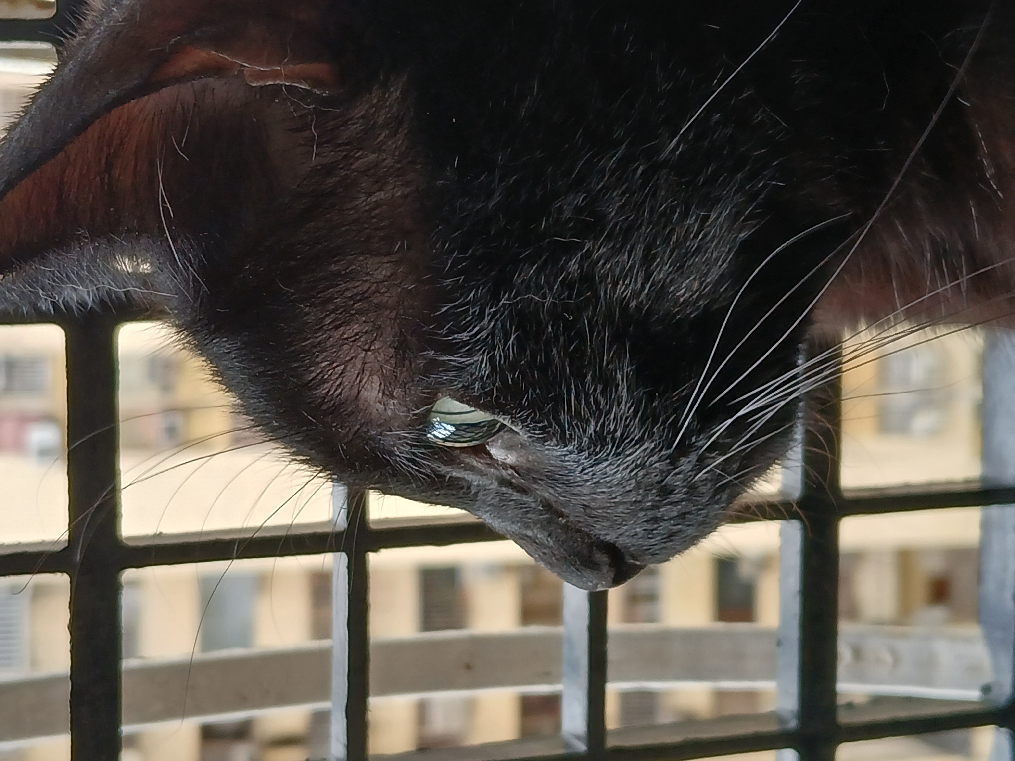 A black cat is captured in a close-up, upside-down perspective, its head hanging downwards with its left eye prominently featured. The cat’s fur is dark and dense, with subtle hints of lighter, almost greyish hairs visible across its cheek and ear. Several long, thin white whiskers extend from its muzzle. The cat’s eye is a striking green-yellow color, reflecting the bright sky and structures, suggesting a moment of curiosity or intense focus on something below.
The cat appears to be peering through or resting its head on a dark, geometric metal grate, likely a window or balcony railing, which occupies the foreground and midground, creating a strong grid pattern. Beyond the grate, the background is softly blurred, revealing multiple multi-story buildings with visible windows and balconies, indicative of an urban setting. The lighting suggests it is daytime, with clear reflections in the cat's eye indicating a bright sky.
The image portrays a domestic cat observing its environment from an elevated or unusual vantage point within an urban landscape, specifically Ciudad Guayana, Venezuela. No visible text is present in the image.