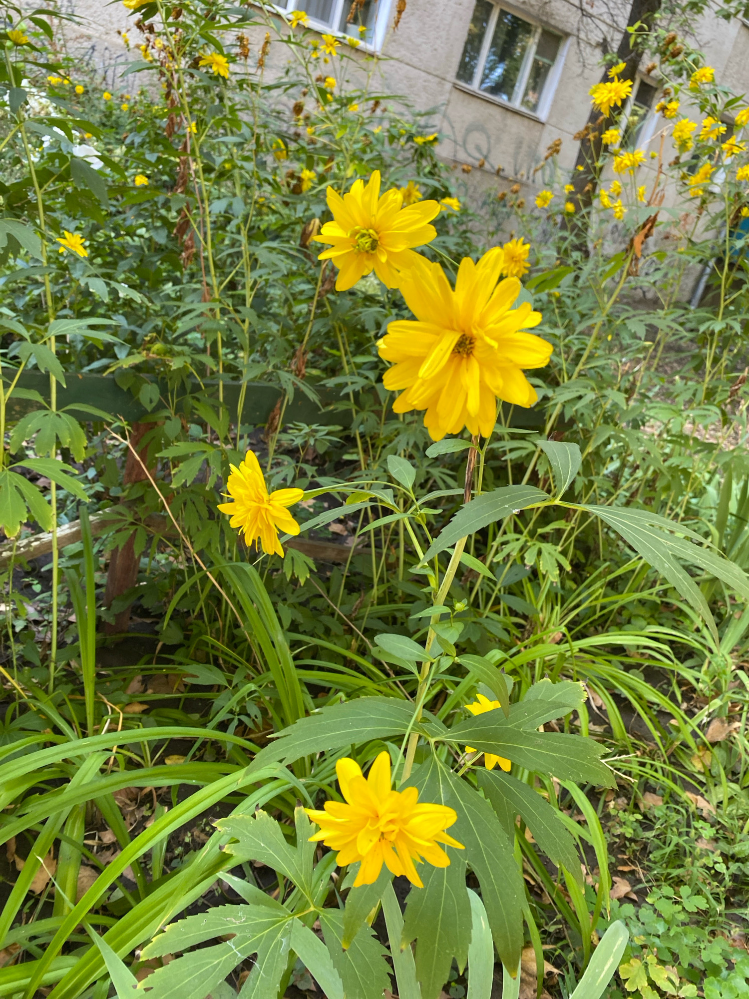 The image depicts a dense cluster of bright yellow flowers, likely Rudbeckia, growing in an urban setting. The flowers, with their layered petals and prominent centers, are the primary subjects. They are interspersed with lush green foliage, including long, grass-like leaves and broader, lobed leaves. In the background, a neutral-colored building with windows is visible, suggesting a residential or public area. The presence of a tree trunk to the right of the building indicates a natural element integrated within the urban landscape. The ground is covered with a mixture of soil, fallen leaves, and some smaller green ground cover plants. The scene appears to be an outdoor space in the city of Chornomorsk, Ukraine, likely a garden or park area adjacent to a building. No people are present in the image.