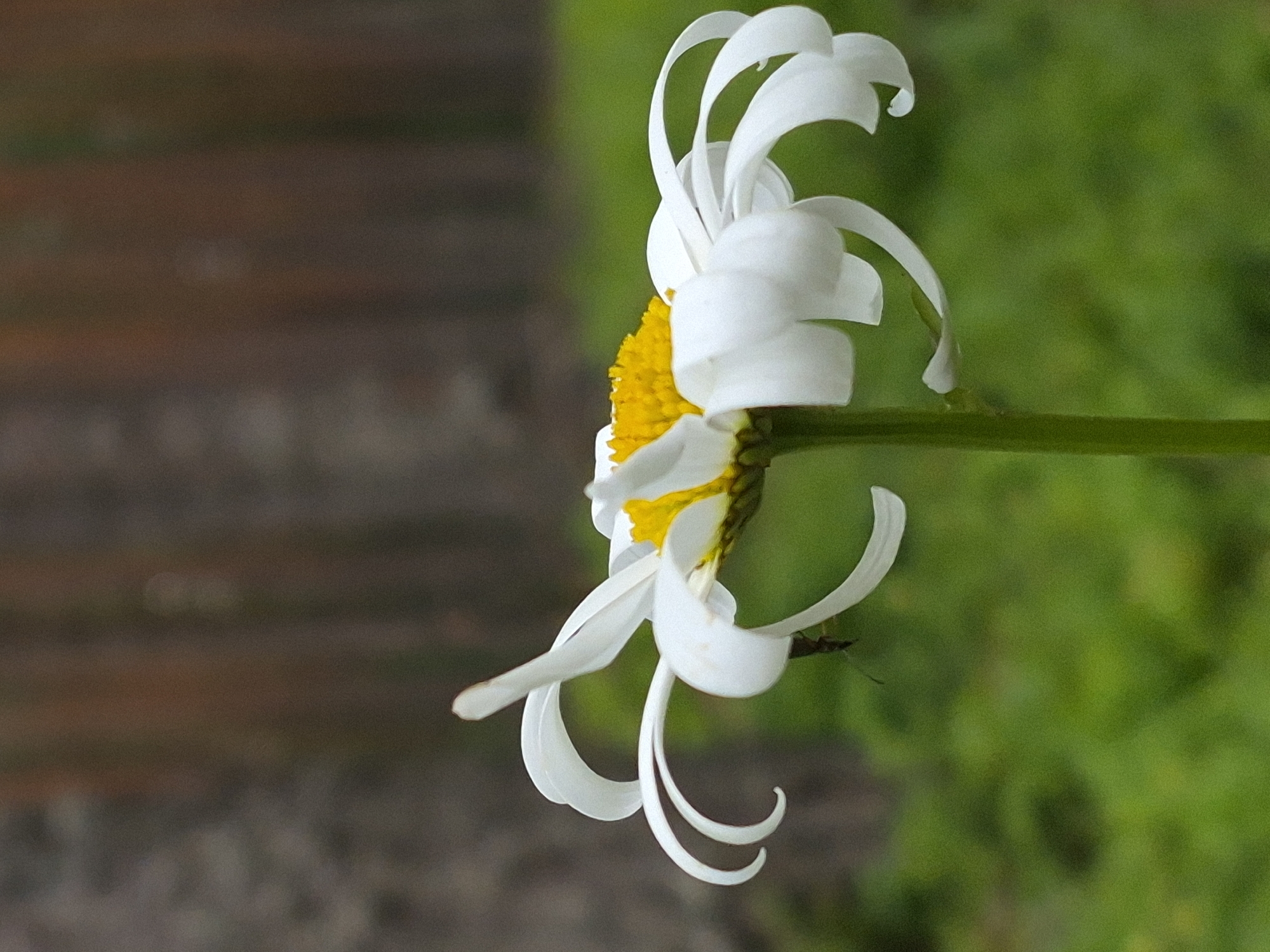 A close-up, side-view, medium shot photograph captures a white daisy with a bright yellow center. The daisy's white petals are uniquely curled and shaped, with some appearing elongated and some bent. A tiny dark insect, possibly a fly or beetle, is visible on one of the lower petals. The daisy is positioned against a softly blurred background of green foliage and vertical brown elements, suggestive of a wooden fence or vegetation. The image quality is slightly grainy. The setting is an outdoor environment. There is no indication of the specific location within the city of Hargla, Estonia, other than it is an outdoor scene.