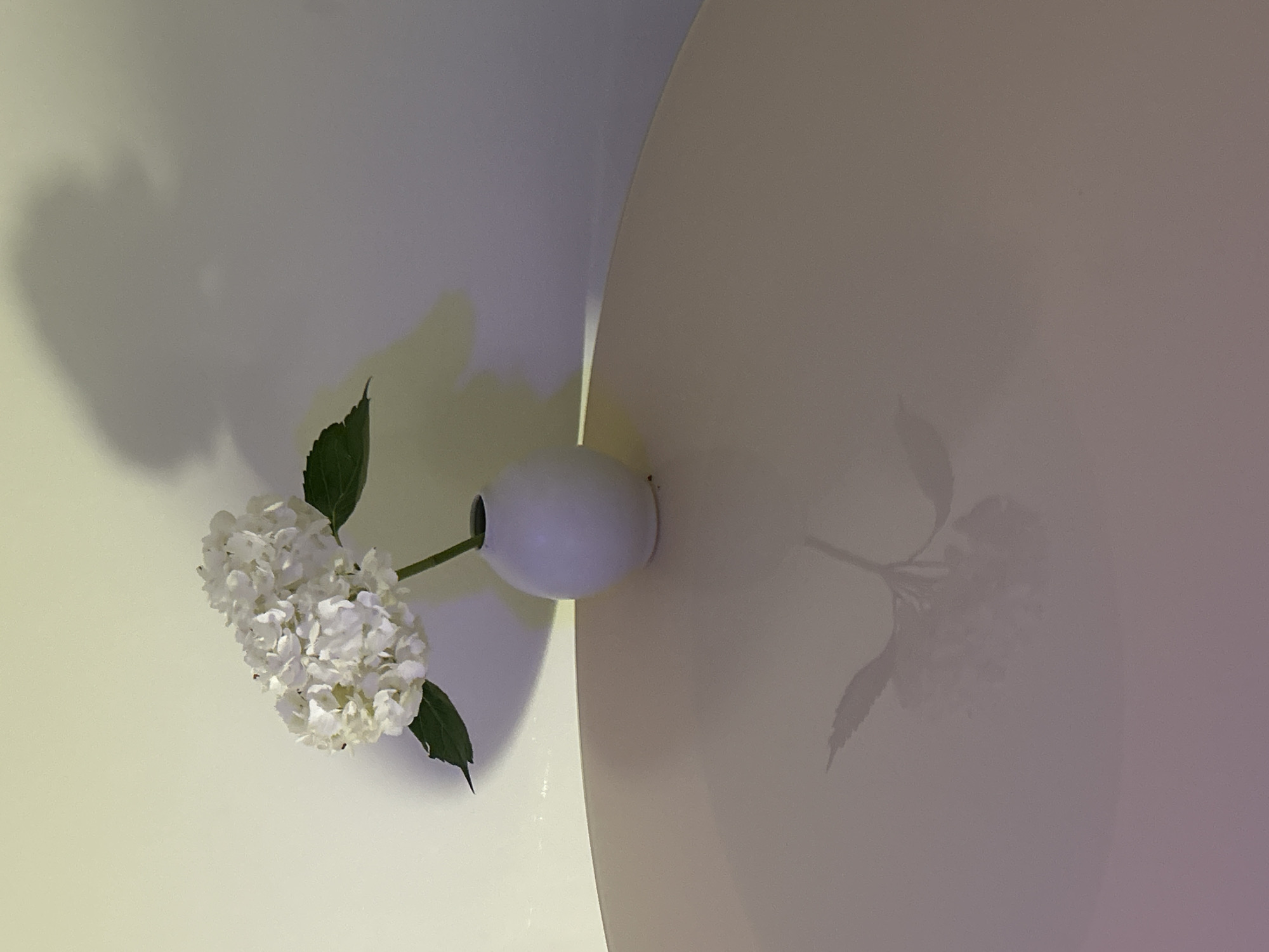 A high-angle, brightly lit photograph depicts a white hydrangea blossom in a small, round white vase on the edge of a circular white table. The flower and vase are positioned on the left side of the table's edge, with the majority of the table surface visible on the right. The flower has green leaves and is composed of numerous small white florets. The vase is simple and spherical. A shadow of the flower and vase is cast onto the table surface. The background is a white wall with soft, diffused light. There is no indication of the city of Barcelona, Spain, or any people, actions, or interactions in the scene.