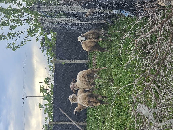 This image depicts an outdoor enclosure in Oumazza, Morocco, under an overcast sky. Five sheep are present within a grassy area. Four sheep are grouped in the middle-left, facing away from the viewer, with one showing prominent horns and another appearing to graze. A fifth sheep, with a distinct white face, stands on the far right, facing the viewer while grazing near a fence and tree trunk. The ground is covered in green grass interspersed with small white flowers. The immediate foreground features a dense network of bare, thorny branches, partially obscuring a white plastic object. A dark mesh fence, supported by concrete posts, runs horizontally across the midground, forming the perimeter of the enclosure. Taller green plants are visible behind this fence. On the far right, a wire fence is integrated with a tree, to which a blue plastic object is attached. Utility poles, wires, and streetlights are visible against the cloudy sky in the background, above the fence line. A wooden pole leans against the mesh fence on the left.