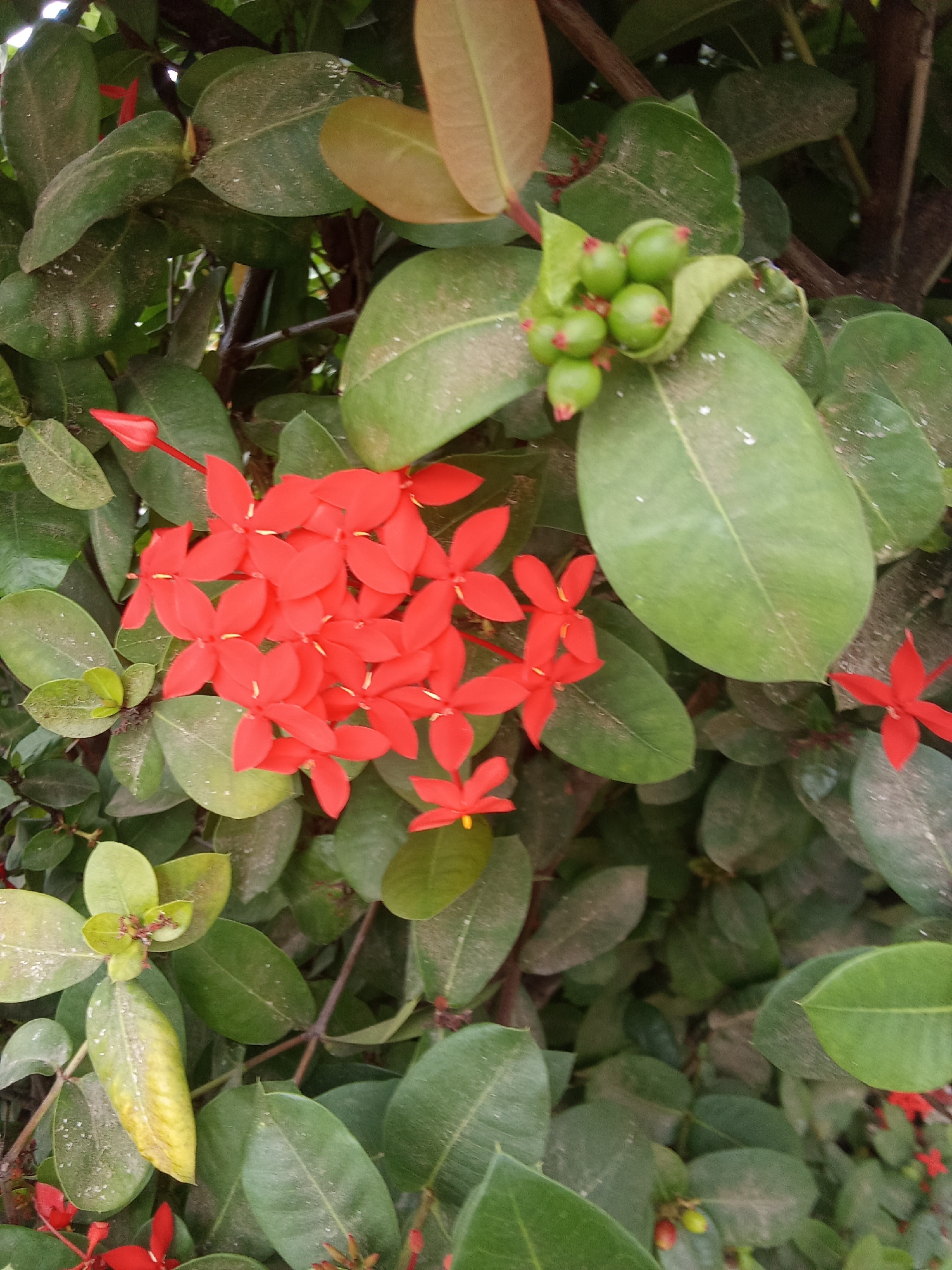 The image shows a close-up of an Ixora plant, characterized by its cluster of bright red flowers and dark green leaves. Some green berries are visible. The leaves appear slightly dusty. It is not possible to confirm the location as Juan Griego, Venezuela from the image. There are no people visible.
