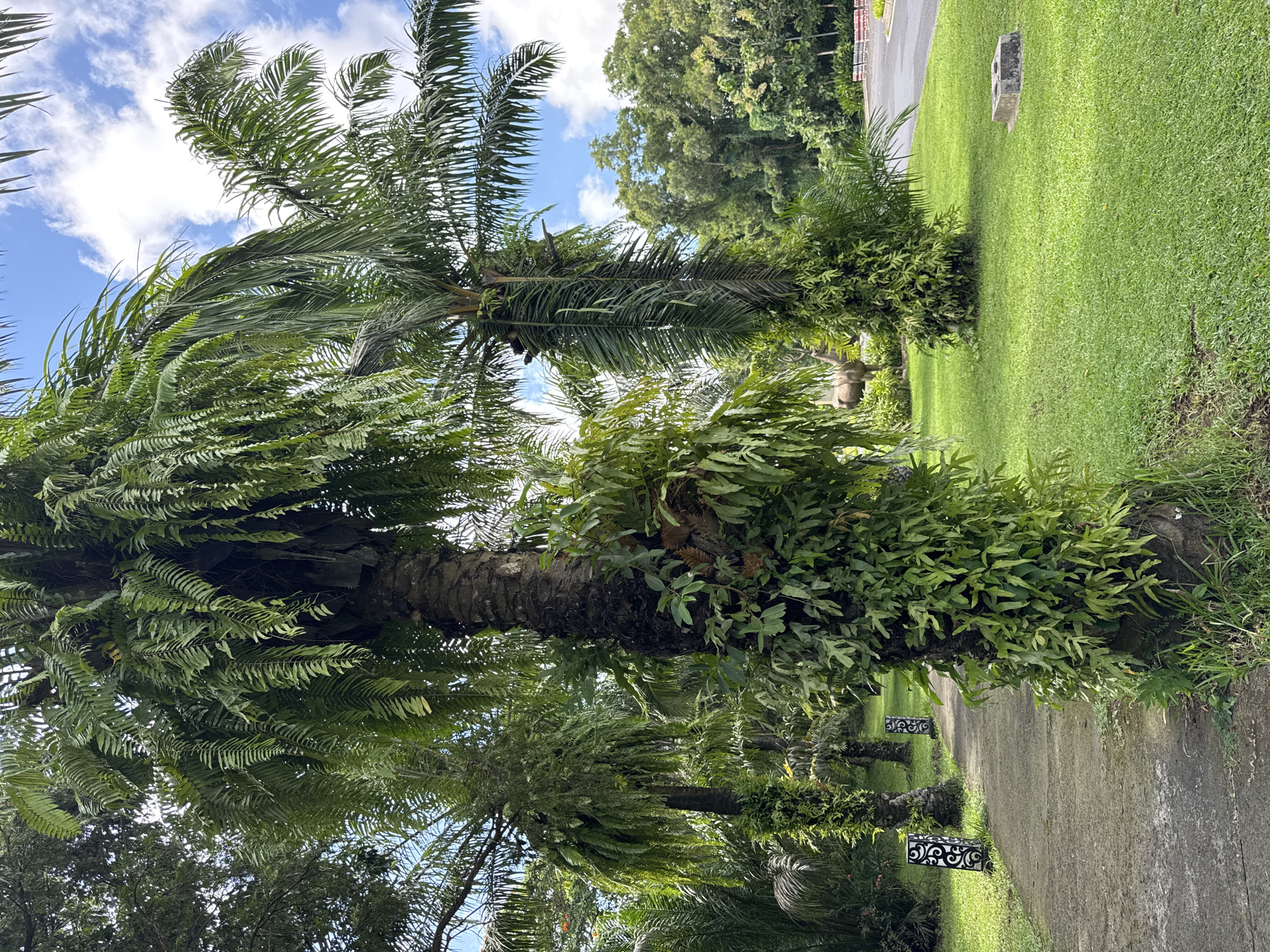 The image depicts a row of palm trees alongside a paved walkway in a grassy area. The location is Unknown, Unknown. The palm trees vary in size and some have ferns growing on their trunks. The walkway is light grey and lined with decorative metal posts on one side. The grass is green and appears well-maintained. The sky is visible in the background, showing patches of blue sky with white clouds.