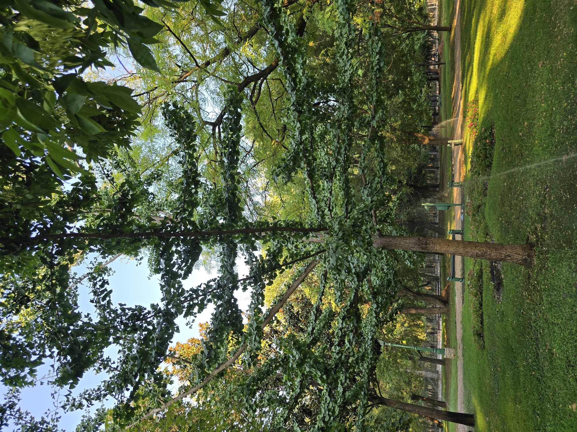 The image depicts a park scene, likely in Podgorica, Montenegro, featuring lush green grass, mature trees with dense foliage, and a walking path. Sunlight filters through the leaves, creating dappled patterns on the ground. In the background, a dark green bench with decorative metalwork is visible, along with a lamppost. A sprinkler system is active, with water arcs spraying onto the grass. The overall atmosphere is tranquil and natural.