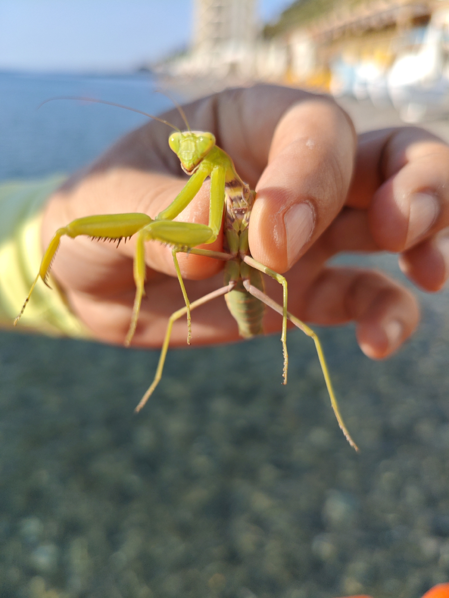 A praying mantis, held between the thumb and forefinger of a person's hand, is the central subject of this close-up photograph. The mantis, primarily green with some brown and striped markings on its abdomen, is positioned diagonally, with its head facing left and its legs extending outwards. The person's hand, with visible fingernails and skin texture, is slightly out of focus. The background depicts a blurred scene of water, possibly the sea, under a clear sky, and a distant, out-of-focus coastline with buildings. The overall setting suggests an outdoor environment, likely near a body of water. The image is shot with a shallow depth of field, emphasizing the mantis.