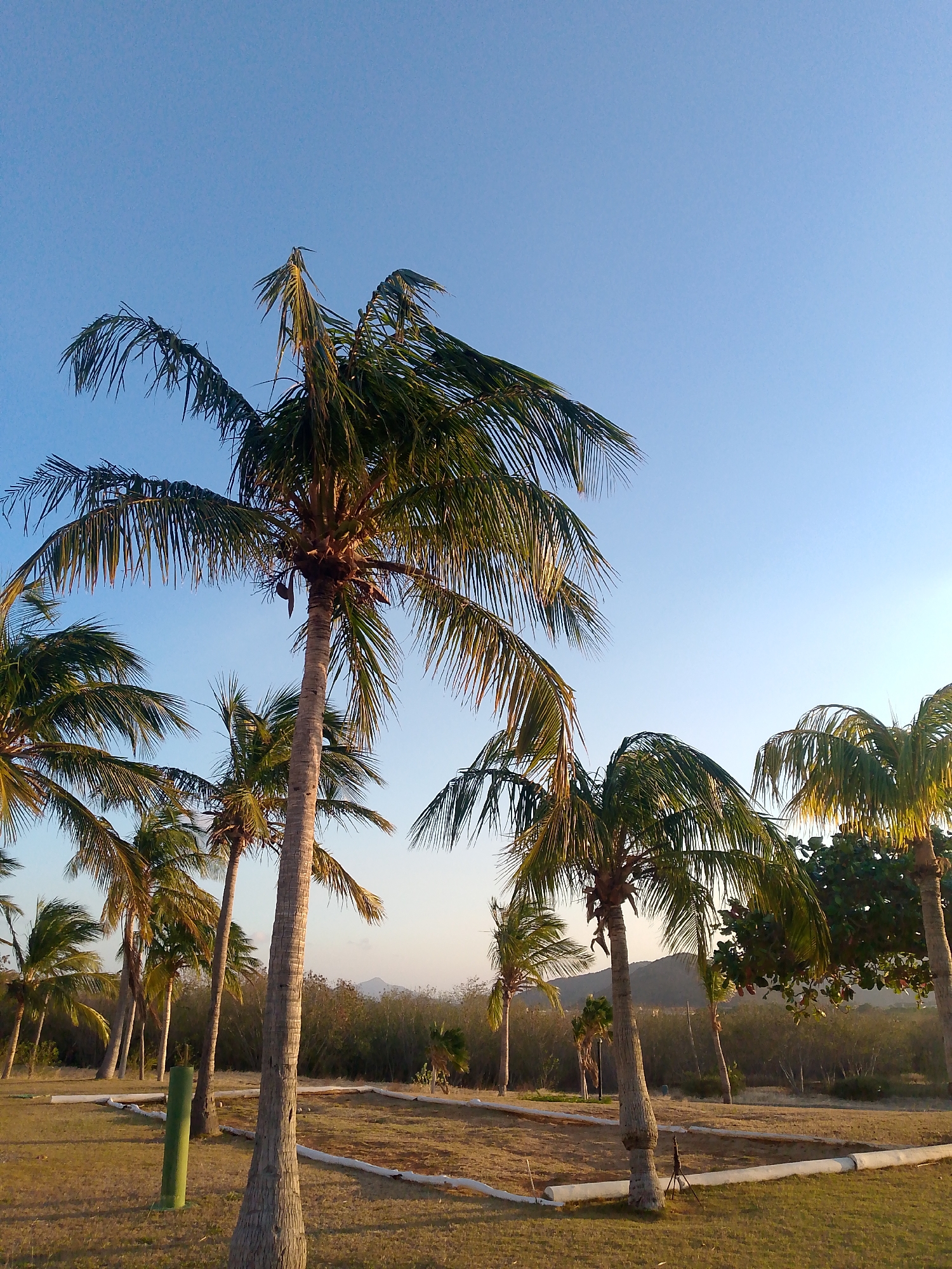 The image depicts a landscape with palm trees in Pedro González, Venezuela. The sky is a clear, pale blue. Several palm trees of varying sizes dominate the foreground. Some trees have exposed trunks, while others are partially obscured by foliage. Low-lying shrubs and other trees form a backdrop behind the palm trees, with hints of distant hills visible on the horizon. The ground is covered with a mixture of grass and bare earth. There are some square outlines in the dirt and a couple of short, green posts in the foreground. The lighting suggests it is either early morning or late afternoon, with the sun casting long shadows and a warm glow. There are no people in the image.