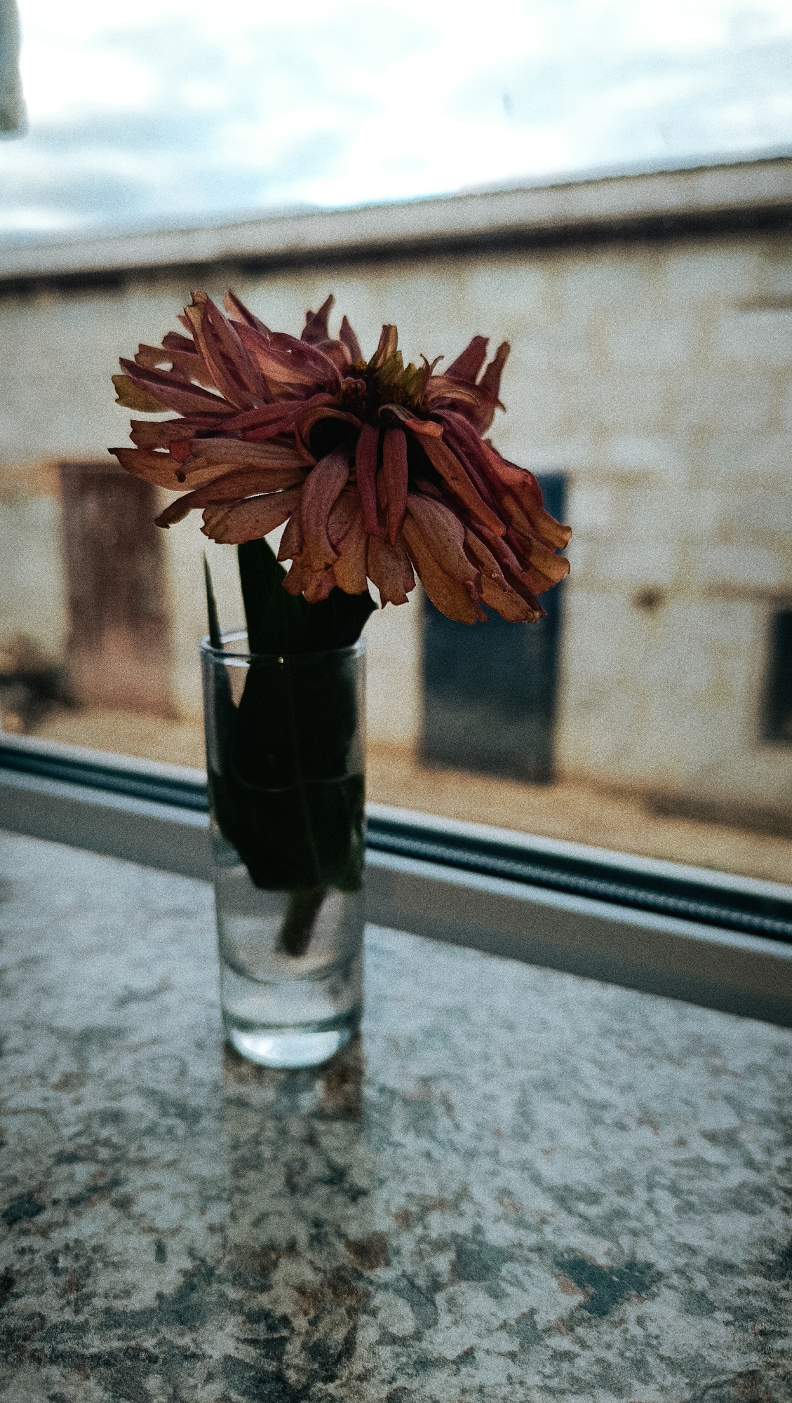 A dried, reddish-brown zinnia flower is displayed in a clear glass on a speckled granite countertop. The flower droops over the side of the glass, its petals slightly curled and faded. Behind the flower and glass, a blurred background shows a window with a view of a building and the sky. The scene is dimly lit, suggesting an indoor setting, possibly a home or a cafe. No people are present in the image. There is no information to suggest this location is in Karsha, Russia.