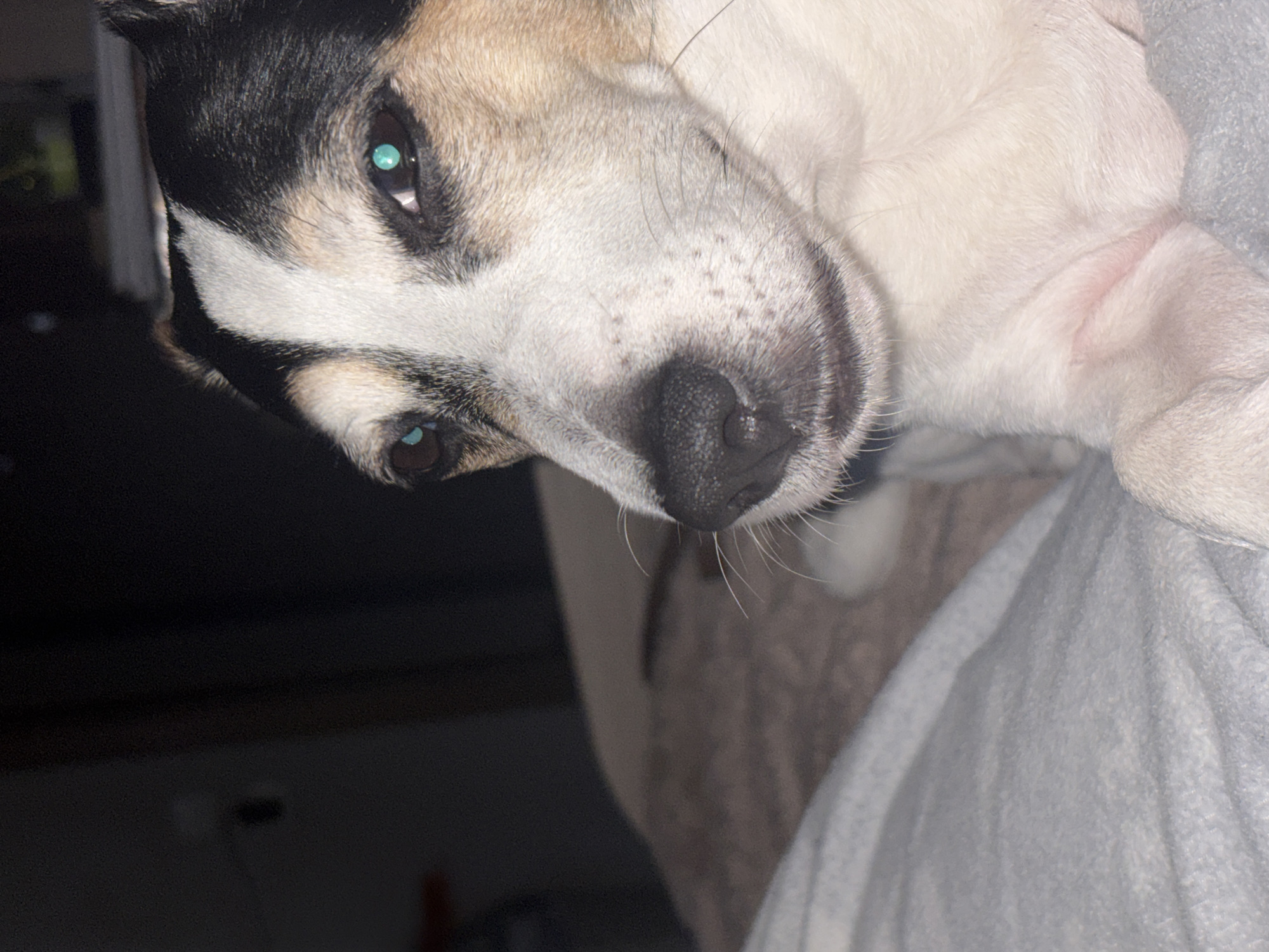 The image is a close-up, low-angle, indoor shot of a Jack Russell Terrier dog. The dog has tri-color markings with black, white, and tan fur. Its eyes are a striking bright blue. The dog is lying on a light gray, textured blanket, which is partially draped over what appears to be a bed. To the left of the dog, the background is dark and out of focus, with hints of furniture or a wall. The lighting suggests it is nighttime or a dimly lit room. The dog's gaze is directed to the left. The image does not provide any information about a specific location in the city of Unknown, Russia.
