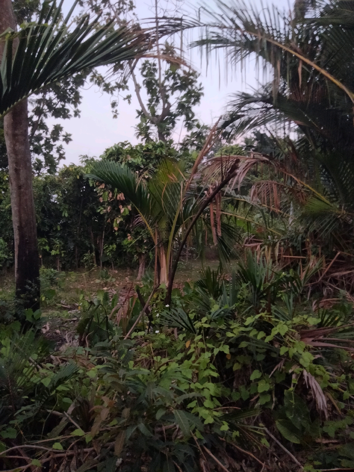 The image depicts a dense, overgrown natural area, possibly a forest or jungle, with a variety of vegetation including palm trees and smaller plants. The lighting suggests it is either early morning or late evening, with a soft, diffused light filtering through the canopy. The scene is rich in green foliage, with some dried leaves and branches scattered on the ground. The overall impression is one of a wild, untamed landscape. The location is identified as Merakurak, Indonesia.