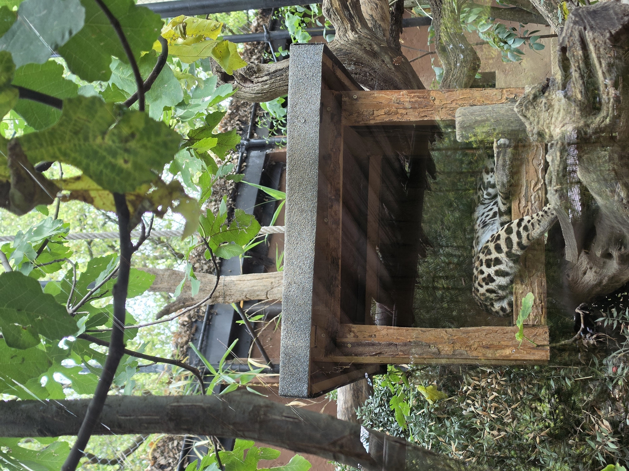In Bussolengo, Italy, a leopard is sleeping in a zoo enclosure. The leopard is a large feline with distinctive black spots on a light-colored coat. It is lying on its side on a wooden platform within a partially enclosed structure made of wood and glass. The enclosure is surrounded by lush greenery, including trees and bushes, suggesting an outdoor or naturalistic habitat. The background shows more trees and what appears to be some man-made structures, possibly part of the zoo's infrastructure. The lighting suggests it is daytime, and the overall atmosphere is tranquil, with the leopard at rest.