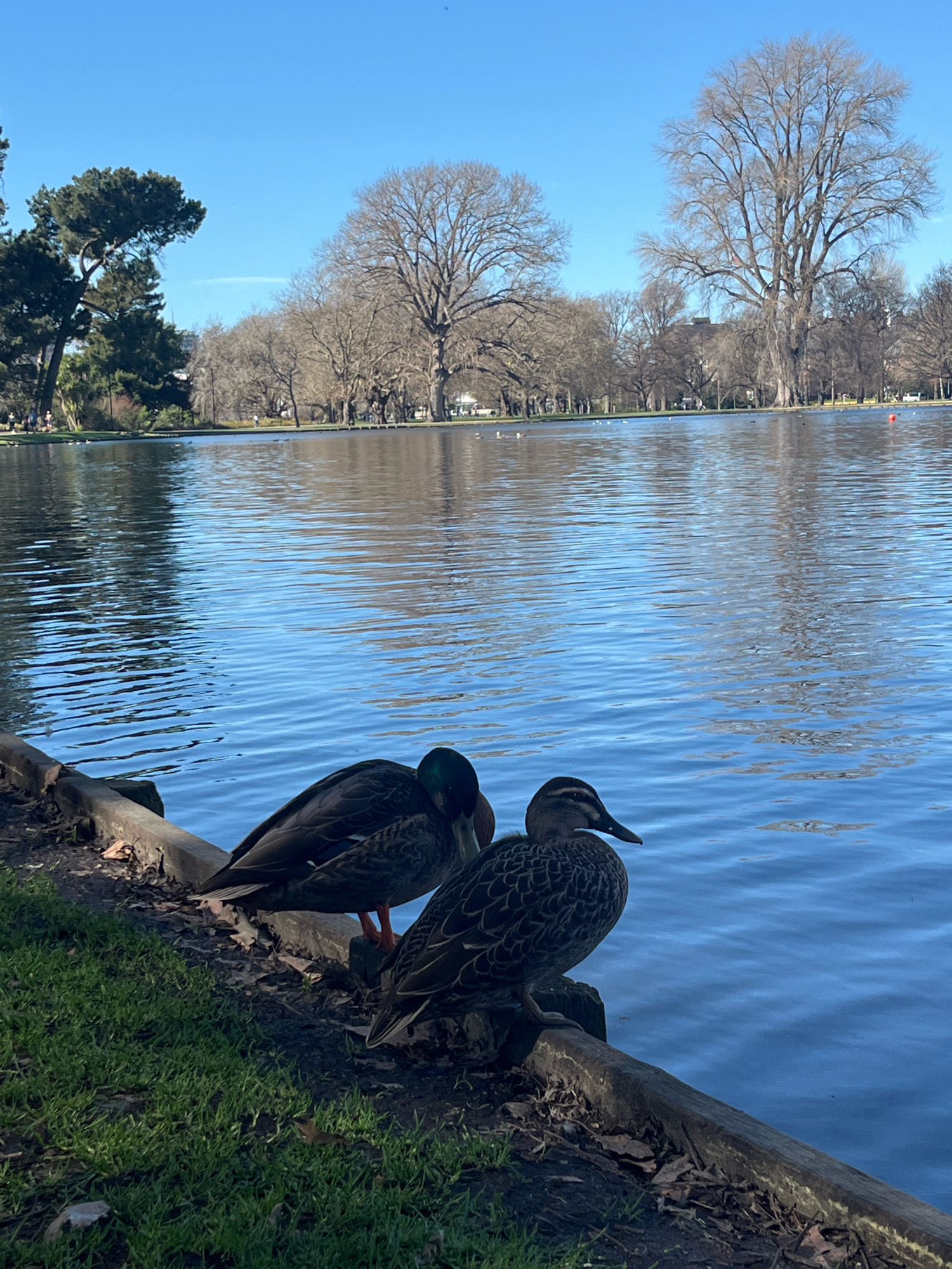 Two ducks are perched on the edge of a body of water, their bodies facing towards the right side of the frame. The duck on the left is partially obscured by the duck on the right, with its head lowered and tucked towards its body. It has dark feathers with hints of green on its head. The duck on the right is facing away from the viewer, displaying a patterned plumage of brown and black. Its beak is pointed and dark. The water is a calm blue, reflecting the clear sky. In the background, a line of trees with bare branches suggests a cooler season, possibly autumn or winter. A few distant figures can be seen on a path behind the trees. The foreground consists of grass and some fallen leaves. The scene appears to be in a park or a recreational area.
