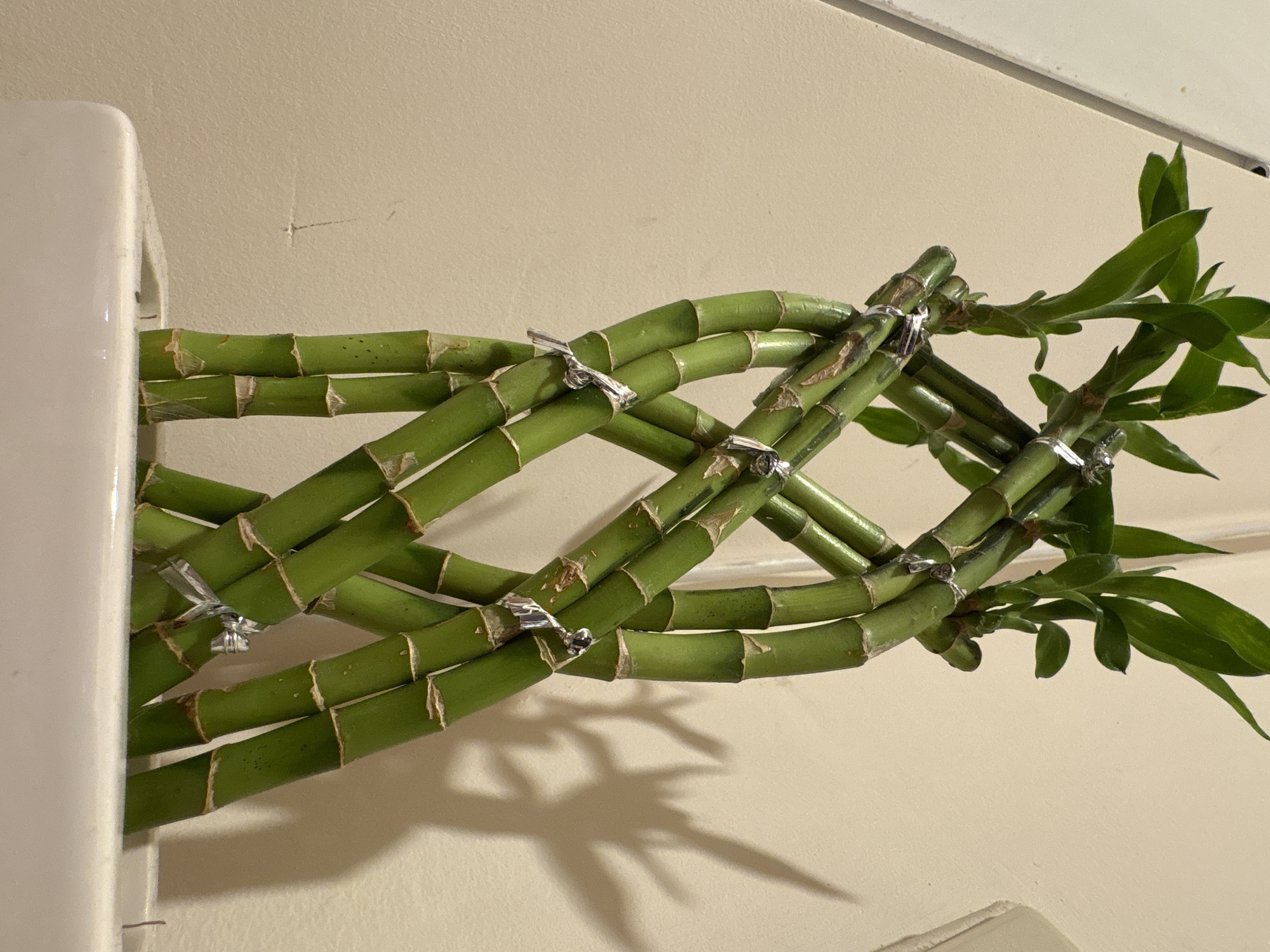 A close-up shot features several stalks of Lucky Bamboo arranged in a lattice-like pattern. The green stalks are bound together at intervals with silver fasteners. Some stalks have leaves. The bamboo is positioned against a beige-colored wall, with a small portion of a white object visible on the left side of the frame. A shadow of the bamboo is cast on the wall. There is no information to suggest that this image was taken in Burgas, Bulgaria.