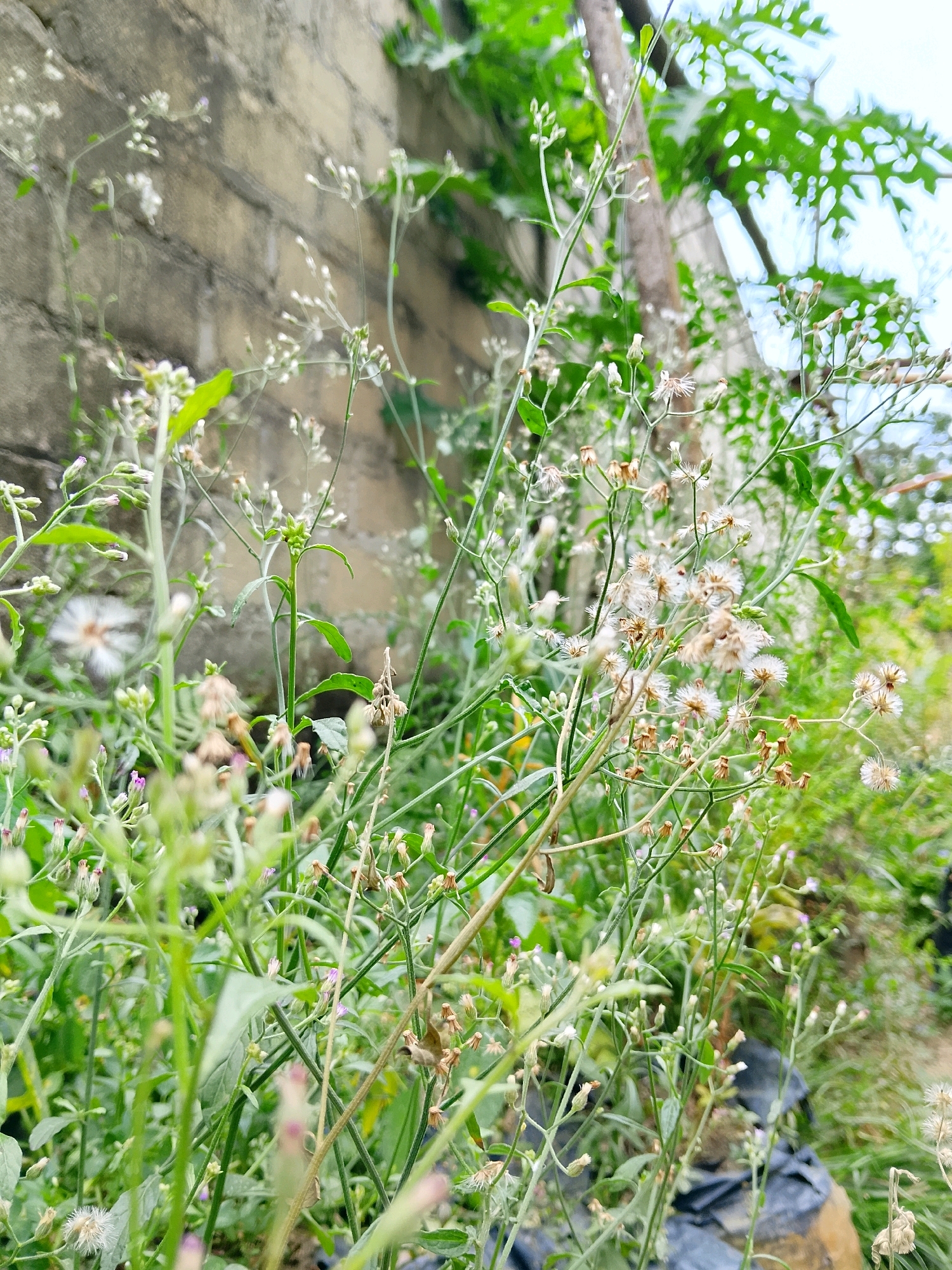 In Labuhan Ratu Sembilan, Indonesia, the image captures a close-up, low-angle view of wild plants and flowers growing along a textured, light-colored brick wall. The foreground is dominated by thin, green stems with small, unopened buds and some fluffy, white seed heads. Some of the seed heads are breaking apart, with wispy tendrils extending outwards. Small, purple flowers are also visible amongst the greenery. The background shows more dense vegetation, including large green leaves, and a blurred, light-colored sky. The overall environment appears overgrown and somewhat neglected, suggesting a natural or uncultivated area within the city. No people or animals are present in the frame.