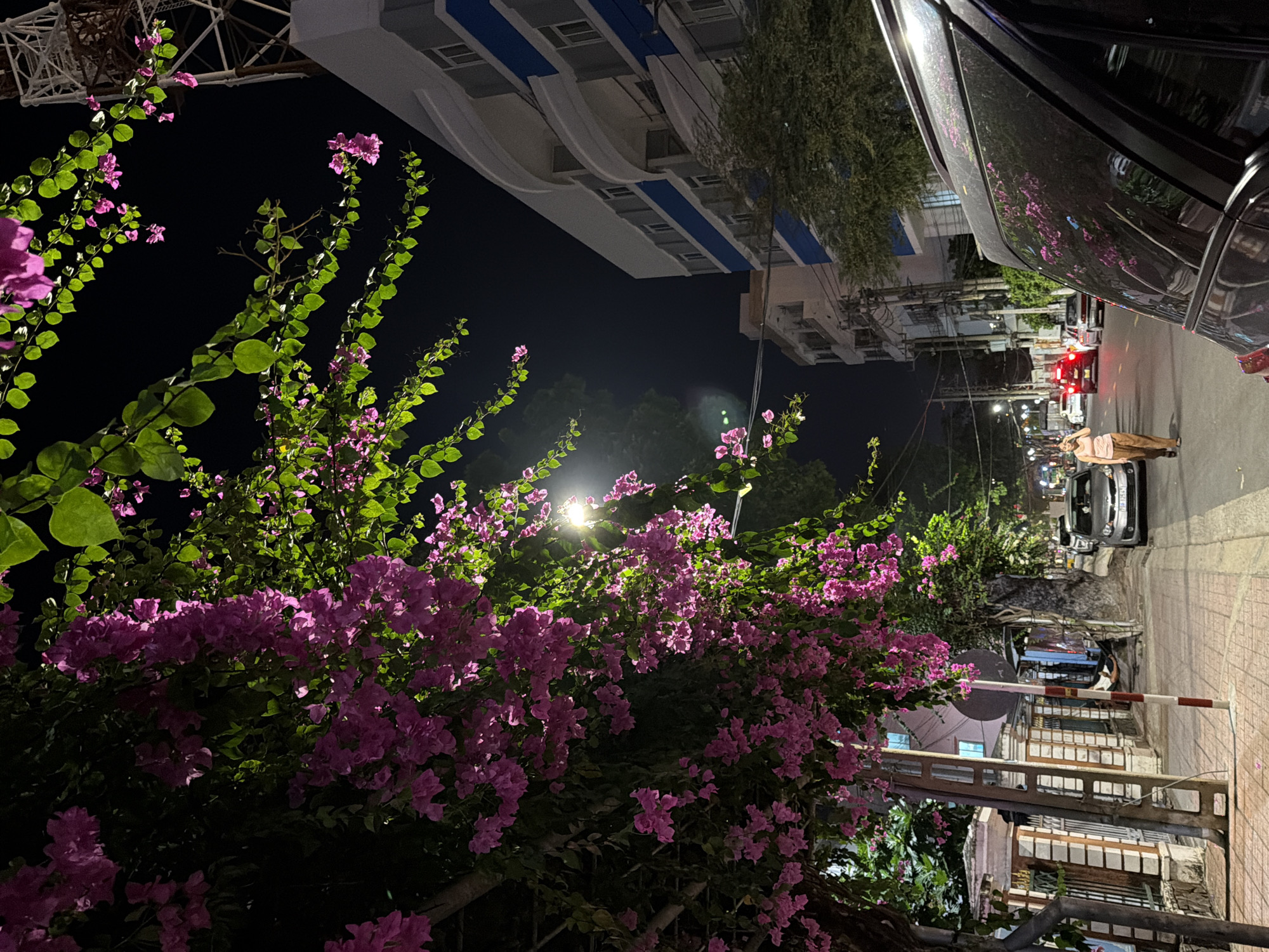 The image captures a nighttime street scene in Nha Trang, Vietnam, dominated by vibrant pink bougainvillea flowers cascading from trees and vines overhead. A street lamp illuminates the walkway, casting a warm glow.
On the right side of the street, a dark-colored SUV is parked, its rear window reflecting the overhead bougainvillea. Further down the street, several cars are visible, including a silver sedan and a red vehicle.
A lone woman, wearing a light-colored tank top and brown pants, walks along the sidewalk. To the left, a fence with ornate pillars borders a property, and a utility pole with a red and white striped base stands on the sidewalk.
In the background, multi-story buildings with modern architecture line the street. One building features a prominent blue stripe. A tall radio tower or communication mast is also visible in the upper right corner of the frame. The overall atmosphere is one of a quiet urban evening, softened by the abundant floral display.