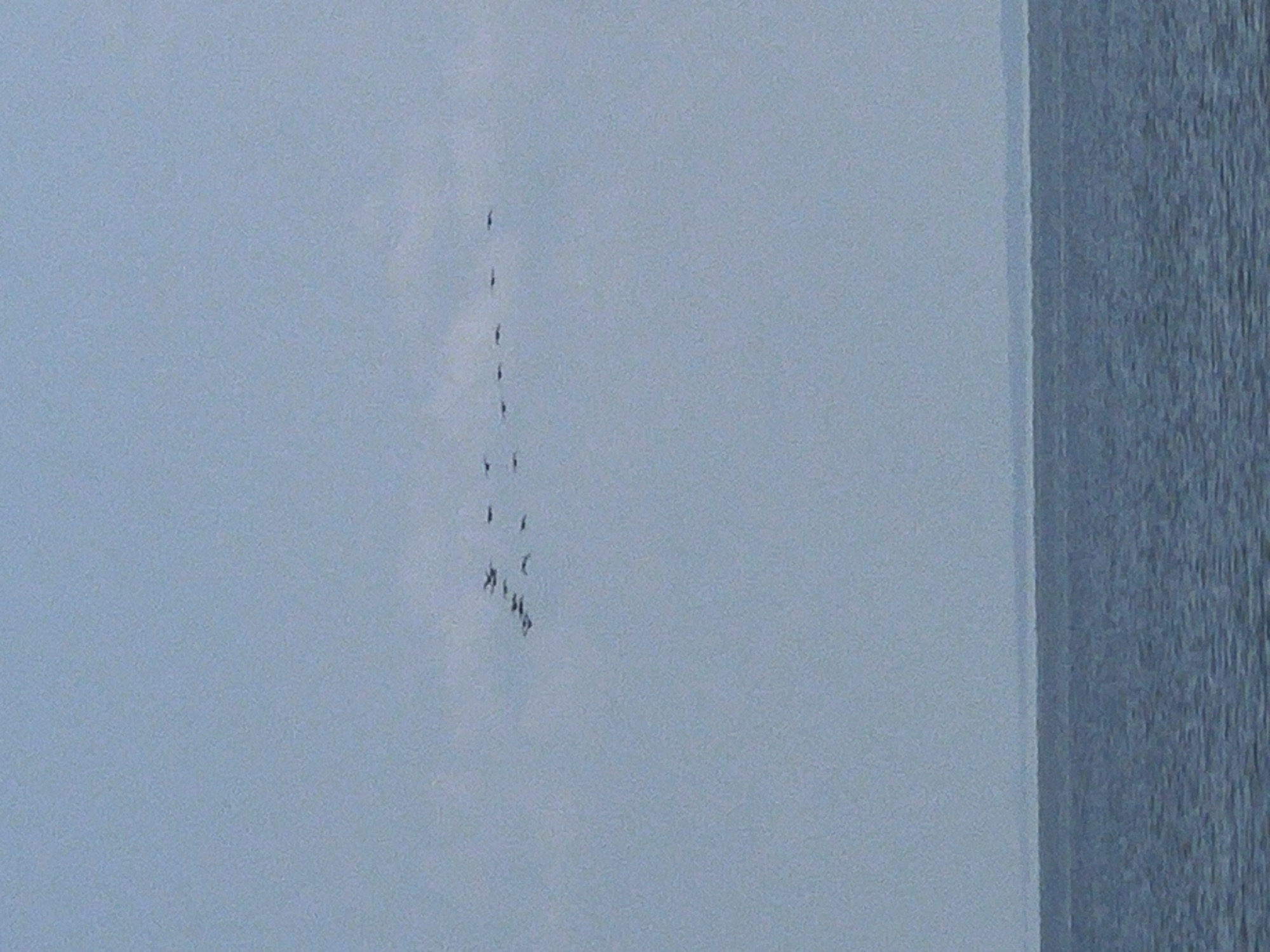 A flock of birds flies in formation across a hazy sky over a body of water. The birds are silhouetted against the sky, appearing as small dark shapes. The water is a deep blue and appears calm, with subtle ripples on its surface. The horizon line is visible, separating the water from the sky. The image is framed from a slightly low angle, looking up at the birds and the sky. The location is not Borovoe, Russia; it is a body of water under a light blue sky.