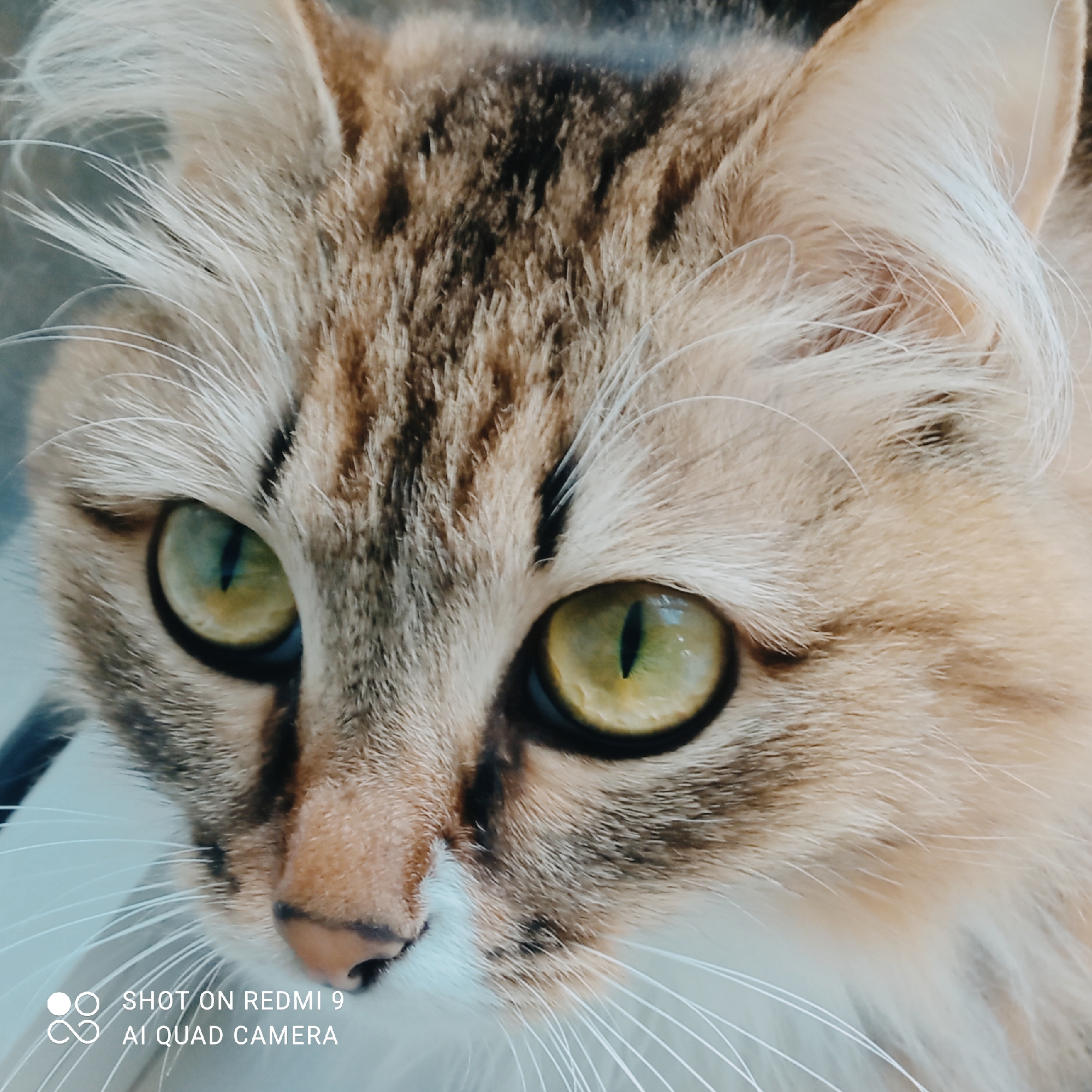 This is a close-up, eye-level, portrait photograph of a cat's face. The cat has light brown and dark brown tabby markings on its fur, with white fur around its muzzle and chin. Its eyes are a striking green with black pupils. The cat appears alert and is looking slightly to the right of the camera. The lighting suggests it is daytime, but there are no specific cues about the time of day or weather. The background is blurred and appears to be an indoor setting with a light-colored wall or surface. There is a watermark in the bottom left corner of the image that reads "SHOT ON REDMI 9 AI QUAD CAMERA". The photograph is sharp and focused on the cat's face and eyes.