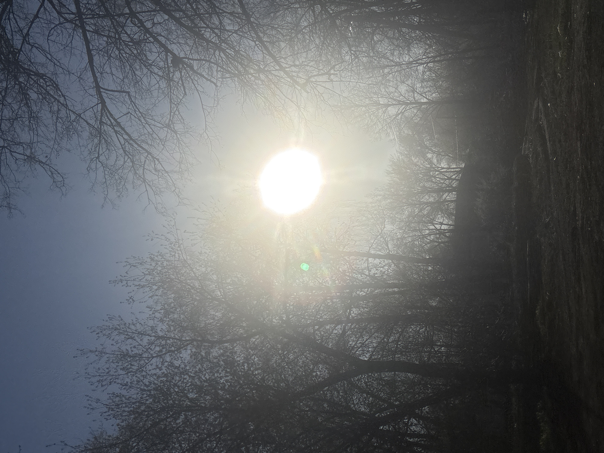 The image depicts a bright sun obscured by a light fog, as viewed from a low angle through a network of bare tree branches. The sky appears pale blue in the upper left corner. The foreground consists of darker tree branches and the edge of a shadowy area or tree trunk on the right side of the frame. The location appears to be a wooded area, possibly within the city of Chaikovsky, Russia.