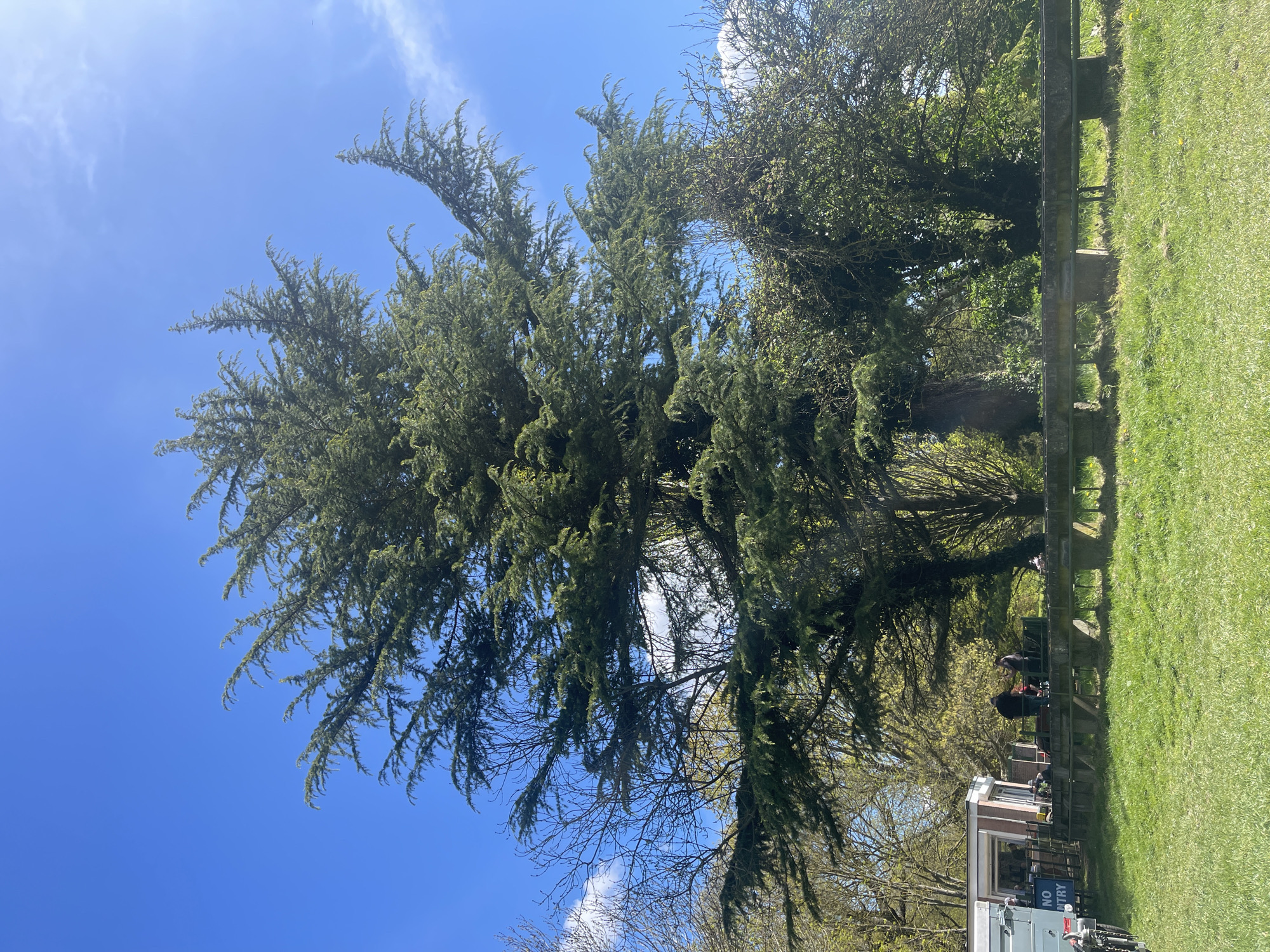 The image shows a large, evergreen tree with dense foliage against a bright blue sky with scattered white clouds. To the right of the tree, there is a grassy area and a fence, beyond which are other trees and vegetation. In the lower right corner of the image, a structure is visible, possibly a building or shed with a sign that reads "NO ENTRY." There are also people visible near the structure, some appearing to be seated. Based on the context clues, the location is likely in Maidstone, United Kingdom.