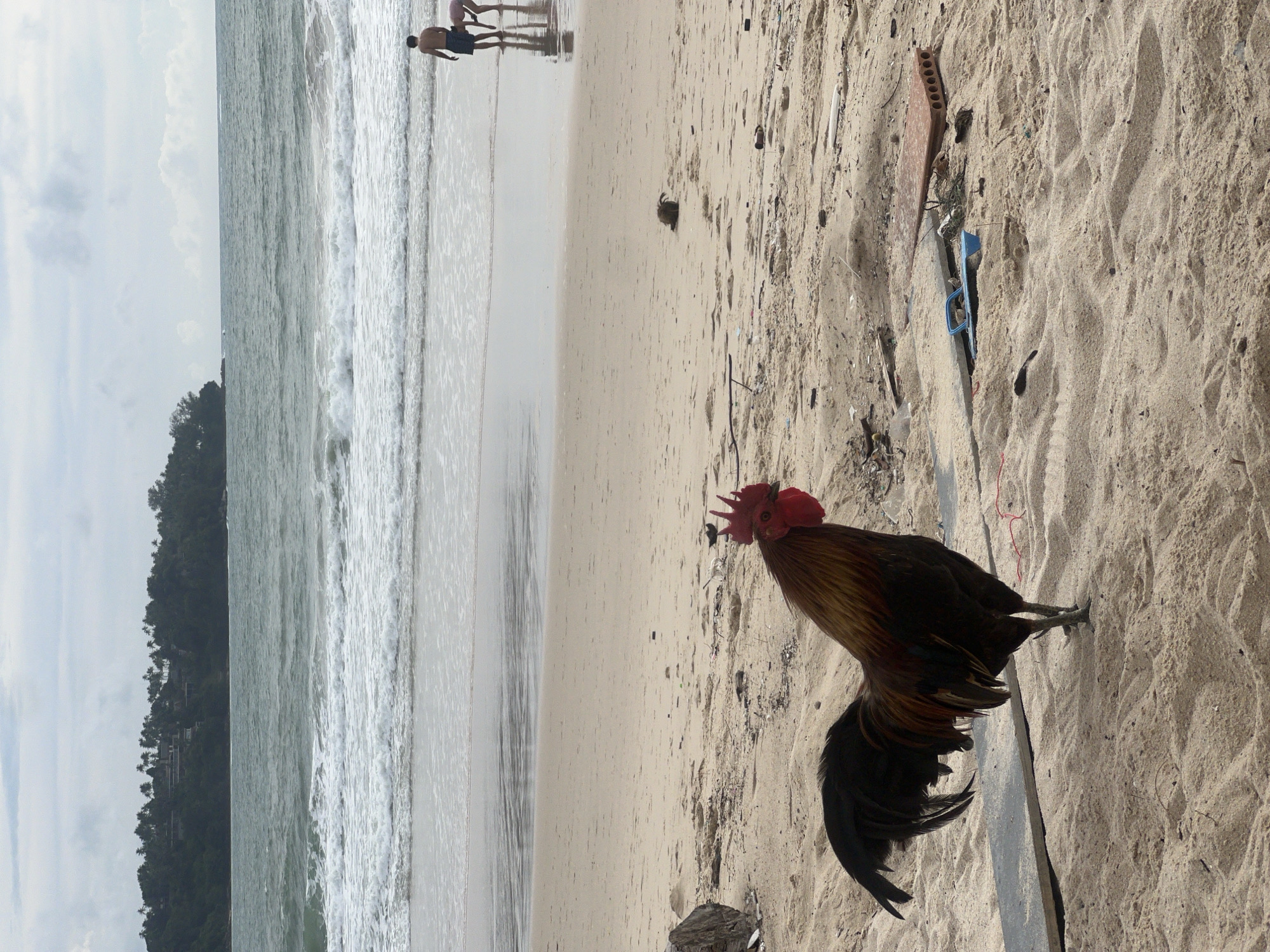 A rooster stands on a sandy beach in Choeng Thale, Thailand. The rooster is facing left and is partially obscured by its own tail feathers. In the background, two people are standing by the ocean, and trees line the shore. The sky is overcast with clouds. The beach is littered with debris, including a blue plastic object, a piece of wood, and some bricks.