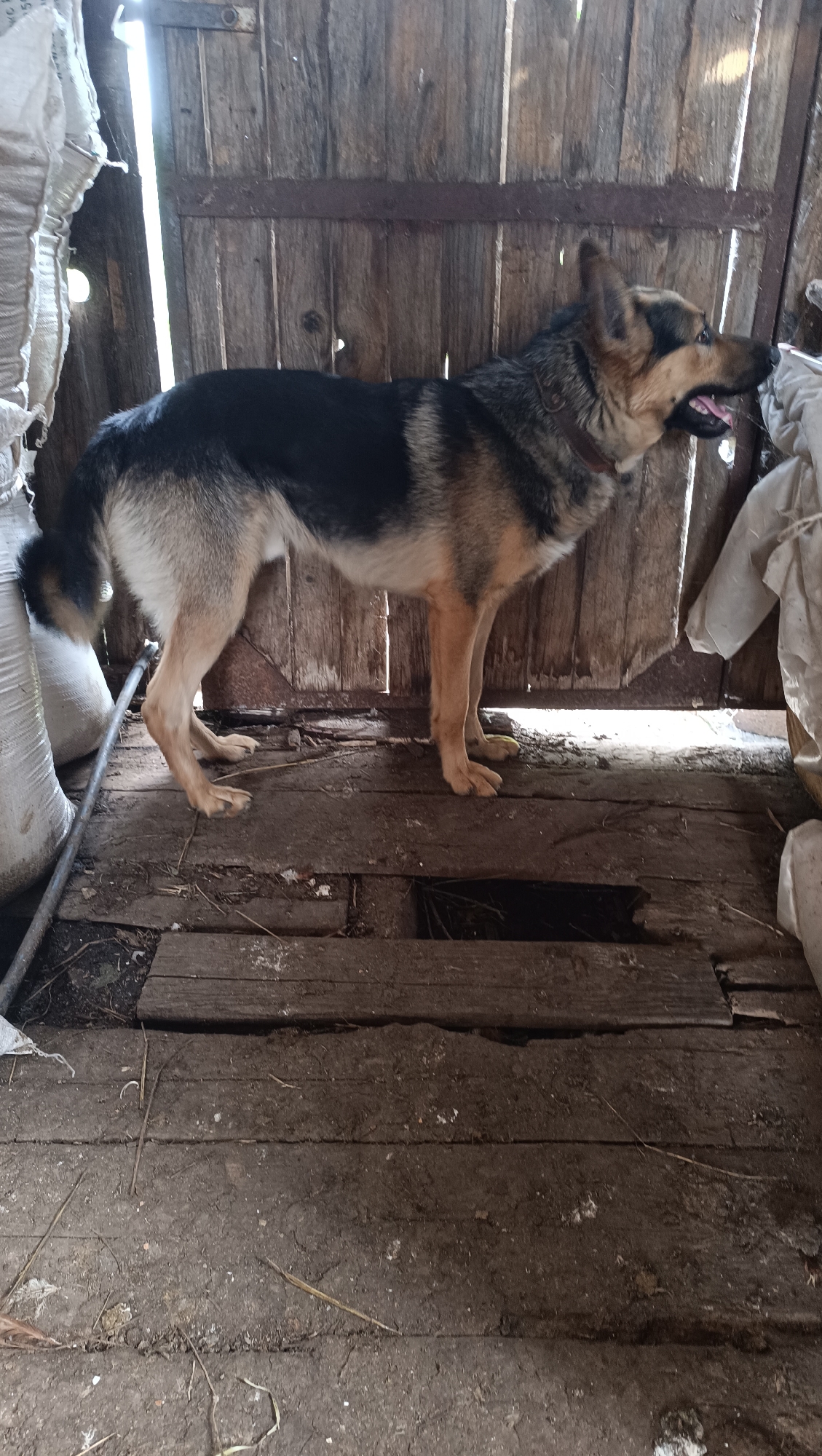 A German Shepherd dog stands on a wooden floor inside a rustic structure. The dog is facing right, with its mouth slightly open. Its fur is a mix of black, tan, and brown. The environment appears to be dimly lit, with wooden planks making up the walls and floor. Several large white sacks are visible to the left and right of the dog, partially obscuring the background. The floorboards are worn and uneven, with gaps between some of them. Some debris, including straw and small twigs, is scattered on the floor. A metal pipe runs along the floor on the left side of the image. The background consists of wooden walls, with light filtering in from what appears to be an opening above.
