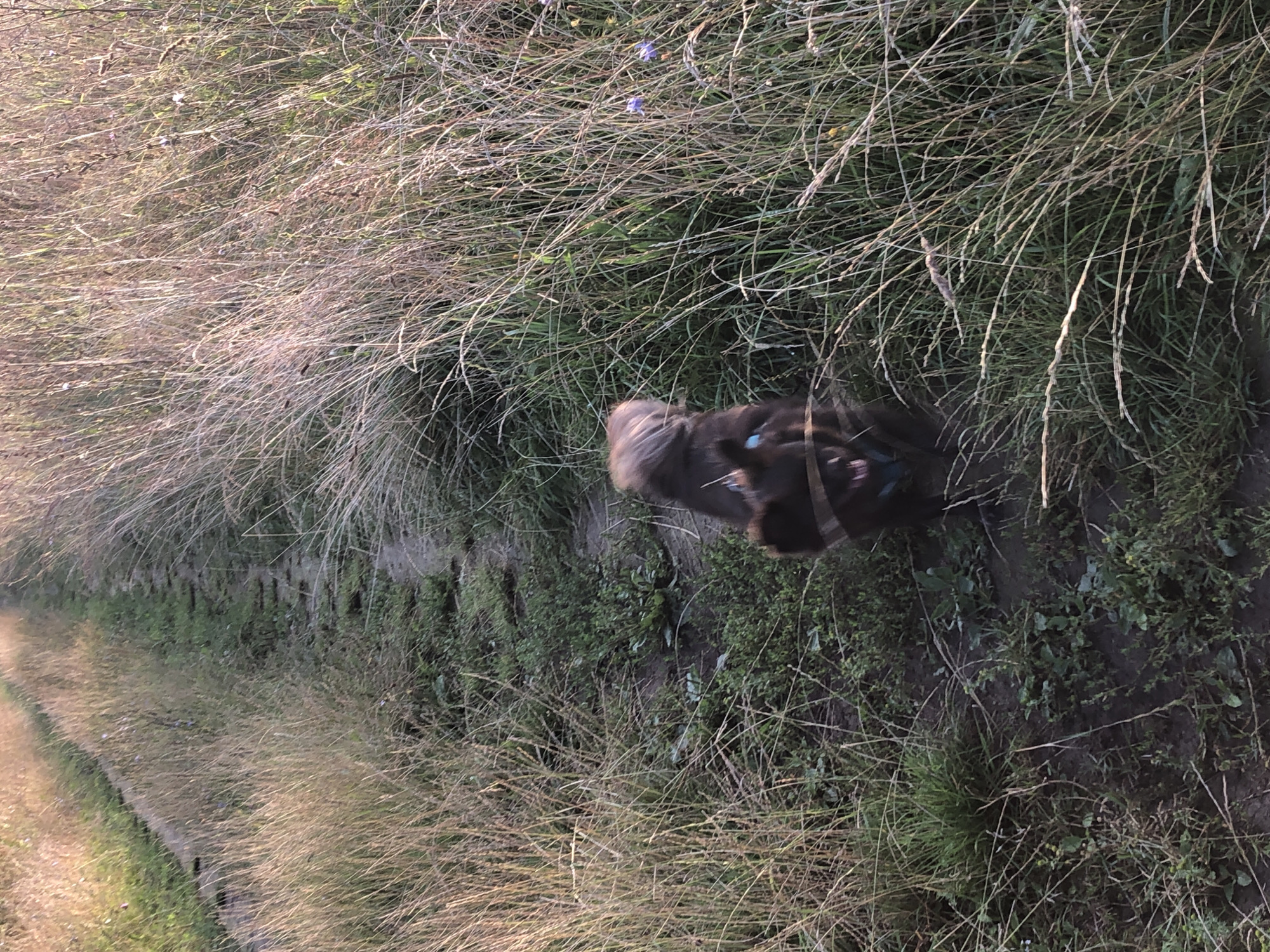 A dark-colored dog is walking down a dirt path lined with tall, dry grass. The dog is wearing a blue collar and harness. The path appears to be in a rural or semi-rural area, possibly on the outskirts of a city. The lighting suggests it is either early morning or late afternoon.