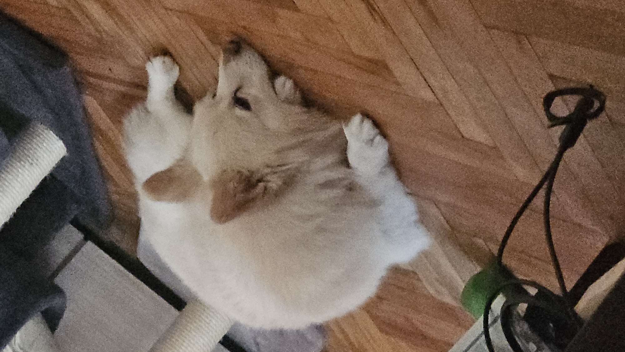 A medium-shot, overhead view shows a white and tan dog lying on its back on a hardwood floor. The dog's legs are splayed, and its paws are facing upwards. The dog's head is turned to the side, and its eyes are visible. To the left of the dog is a cat tree with a grey, rope-covered post. To the right of the dog is a black electrical cord with a green rubber ball attached. The hardwood floor is made of light-brown planks. It is unknown if the location is in Plovdiv, Bulgaria.