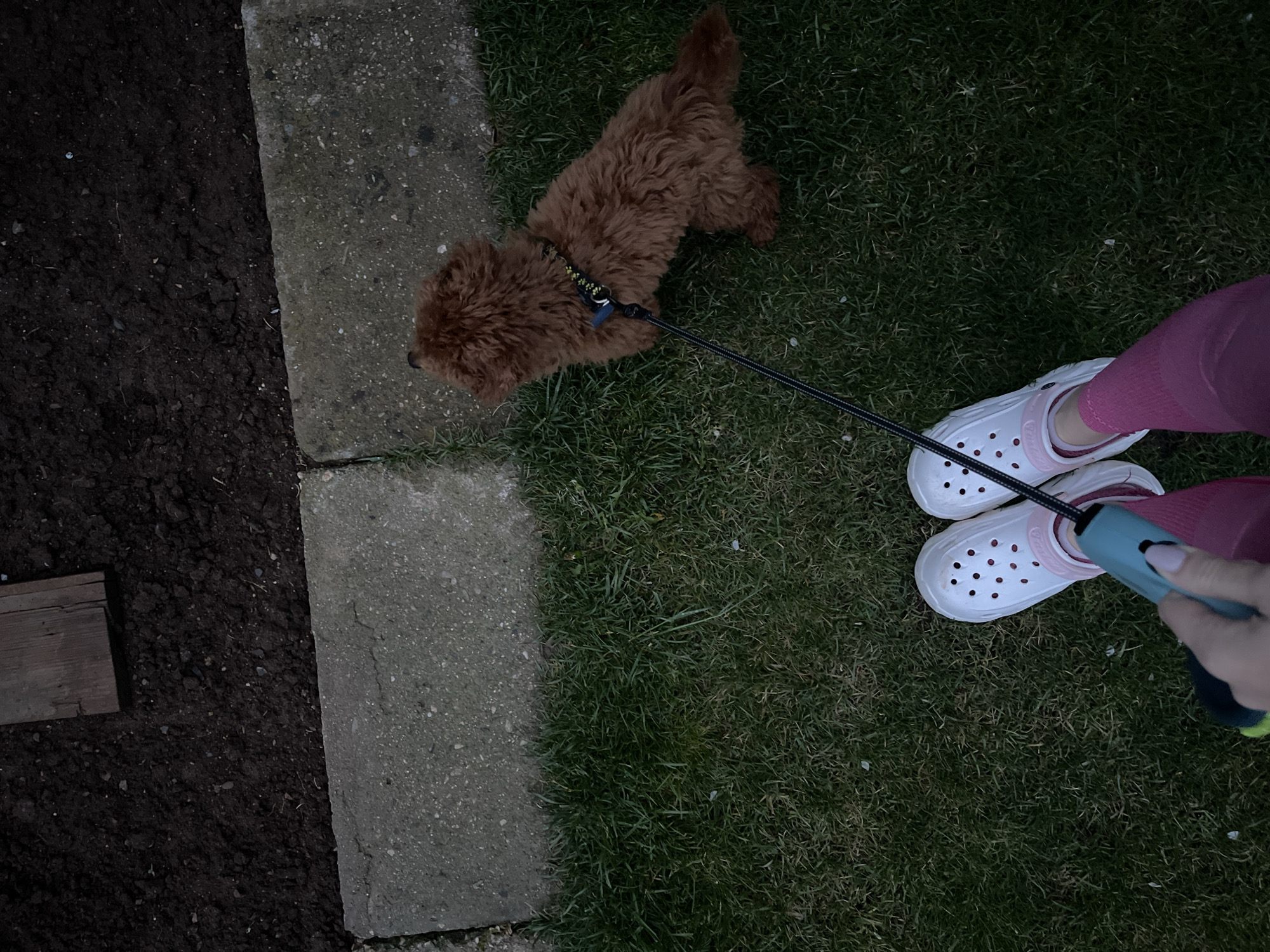 This overhead shot captures a person walking a small dog on a leash outdoors in Sofia, Bulgaria, likely in a garden or backyard. The scene is illuminated by dim, possibly evening or dusk light, creating a muted and shadowy ambiance.
In the frame, a fluffy brown dog with curly fur is visible on the left, wearing a dark collar with a distinctive yellow patterned design. It is attached to a black retractable leash, held by a person's hand. The dog stands on lush green grass, looking towards a concrete path.
On the right side of the image, the lower legs and feet of the person are visible. The person is wearing pink leggings or pants and white Crocs shoes with pink accents, on which the "Crocs" brand name is faintly visible on the side strap. The hand holding the leash handle is also seen, gripping a light blue/green and black retractable leash mechanism.
The ground comprises three distinct areas: a dark, freshly turned soil patch on the far left, featuring a small wooden plank; a light grey concrete path running vertically through the middle; and the vibrant green grass where the dog and person are positioned. The overall impression is a casual outdoor activity in a residential or garden setting.