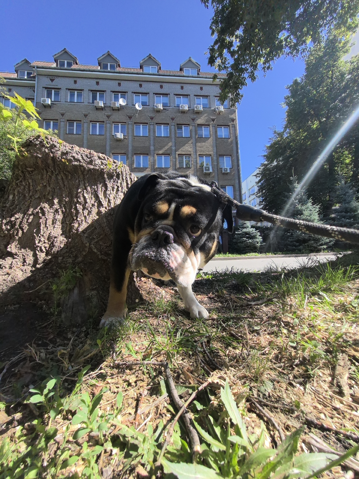 In Nizhny Novgorod, Russia, under a bright blue sky, a brindle and white English Bulldog stands by the base of a large, rough-barked tree stump. The dog is facing the camera with its head tilted slightly, its distinctive wrinkled face prominent. A dark leash extends from the dog's collar and is held taut, disappearing out of frame to the right.
Behind the dog and tree, a multi-story building with a gray brick facade is visible. The building has numerous windows and several air conditioning units mounted on its exterior. Dormer windows are present on the attic level, and the roof is tiled. Green trees and foliage frame the building and the sky. The ground in the foreground is covered in dry grass, dirt, and small twigs, suggesting an outdoor, possibly park-like, setting. The low camera angle emphasizes the dog and the texture of the tree stump. The overall lighting indicates a sunny day.