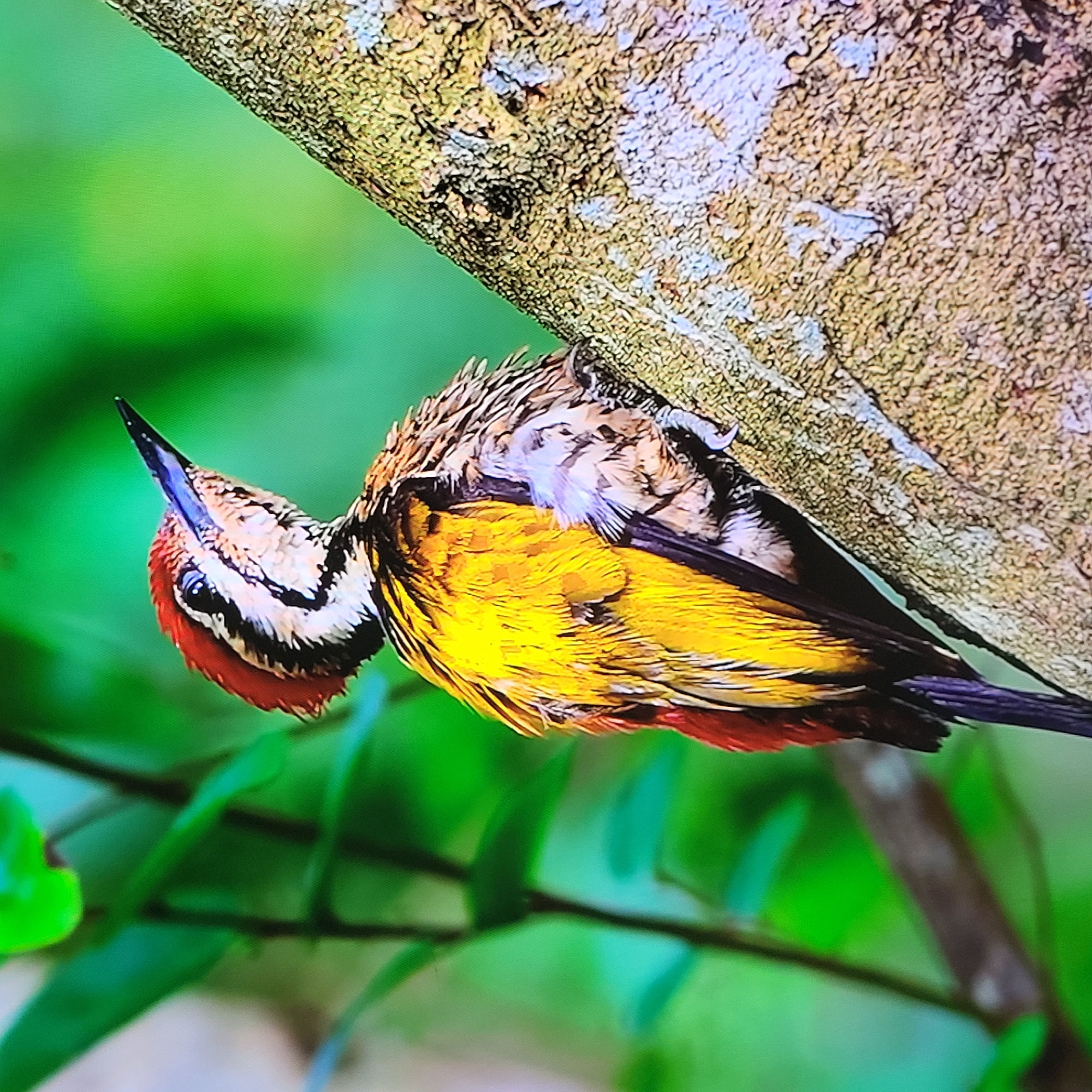 A bird clings to a tree trunk. The bird has a red face, a black and white striped head, a yellow chest, and black and brown wings. The tree trunk is light brown and textured. The background is green, suggesting foliage. There is no visible evidence indicating the city of Yerevan, Armenia.