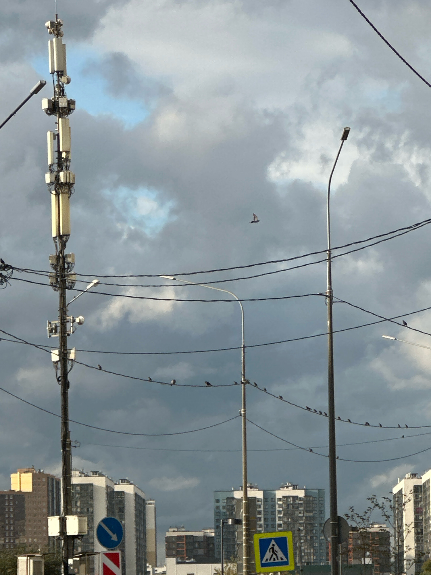 The image depicts a cloudy sky over an urban landscape in Murino, Russia. In the foreground, a tall cell tower with multiple antennas stands to the left. Several power lines stretch across the frame, with numerous small birds perched on them, particularly on the lines closest to the ground. Two lampposts are visible, one to the right of the cell tower and another further to the right. In the distance, modern apartment buildings of varying heights and architectural styles form the cityscape. A pedestrian crossing sign and a directional sign are mounted on a pole near the bottom left of the image. High in the sky, a small red and white object, possibly a kite or a drone, is visible. The overall lighting suggests an overcast day.