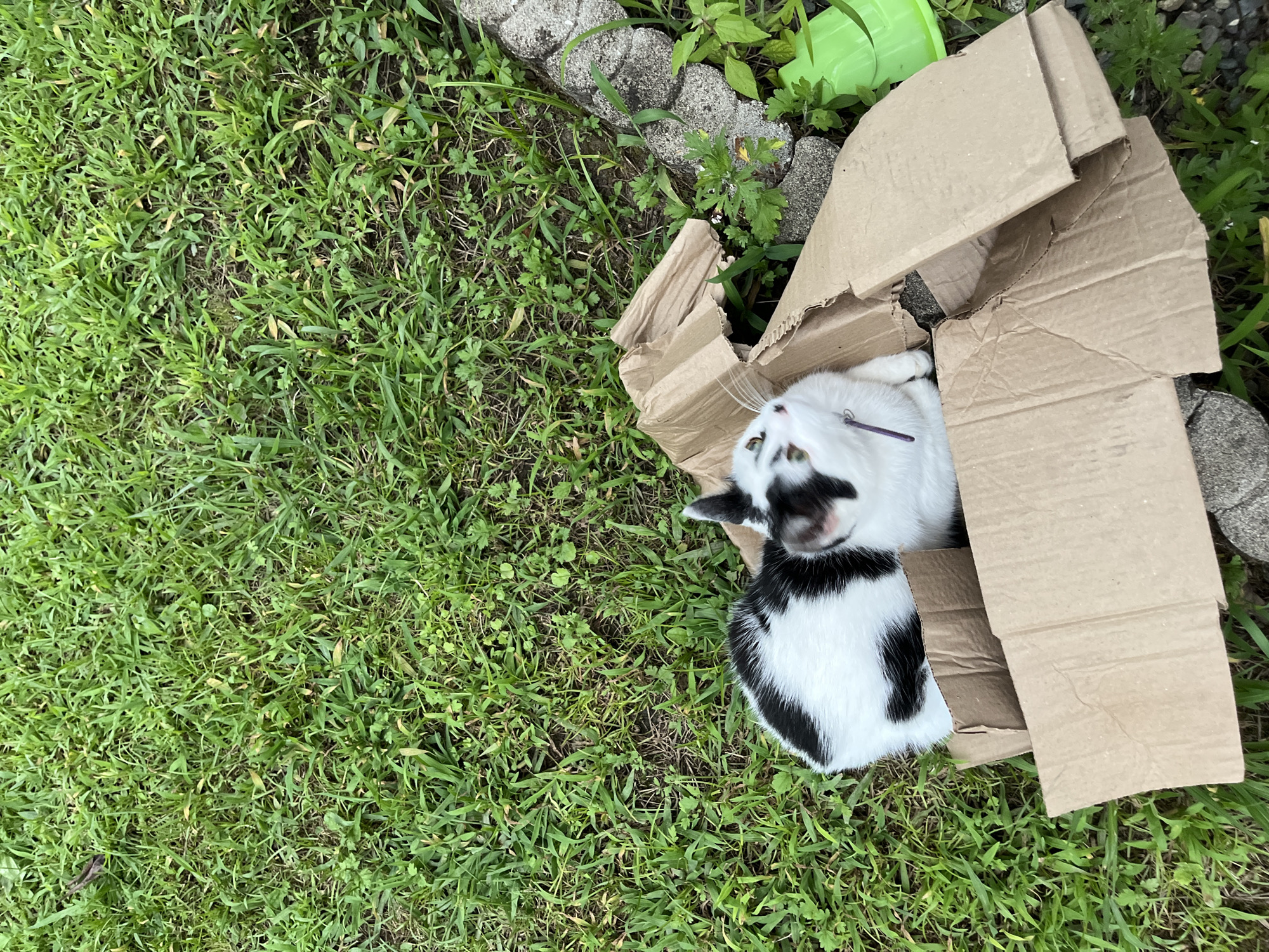 In the city of Ureki, Georgia, a black and white cat is lying in a torn cardboard box on a patch of green grass. The cat is looking up and to the right. Behind the box, there are some gray stones and a bright green plastic object. The scene appears to be outdoors, possibly in a backyard or park.
