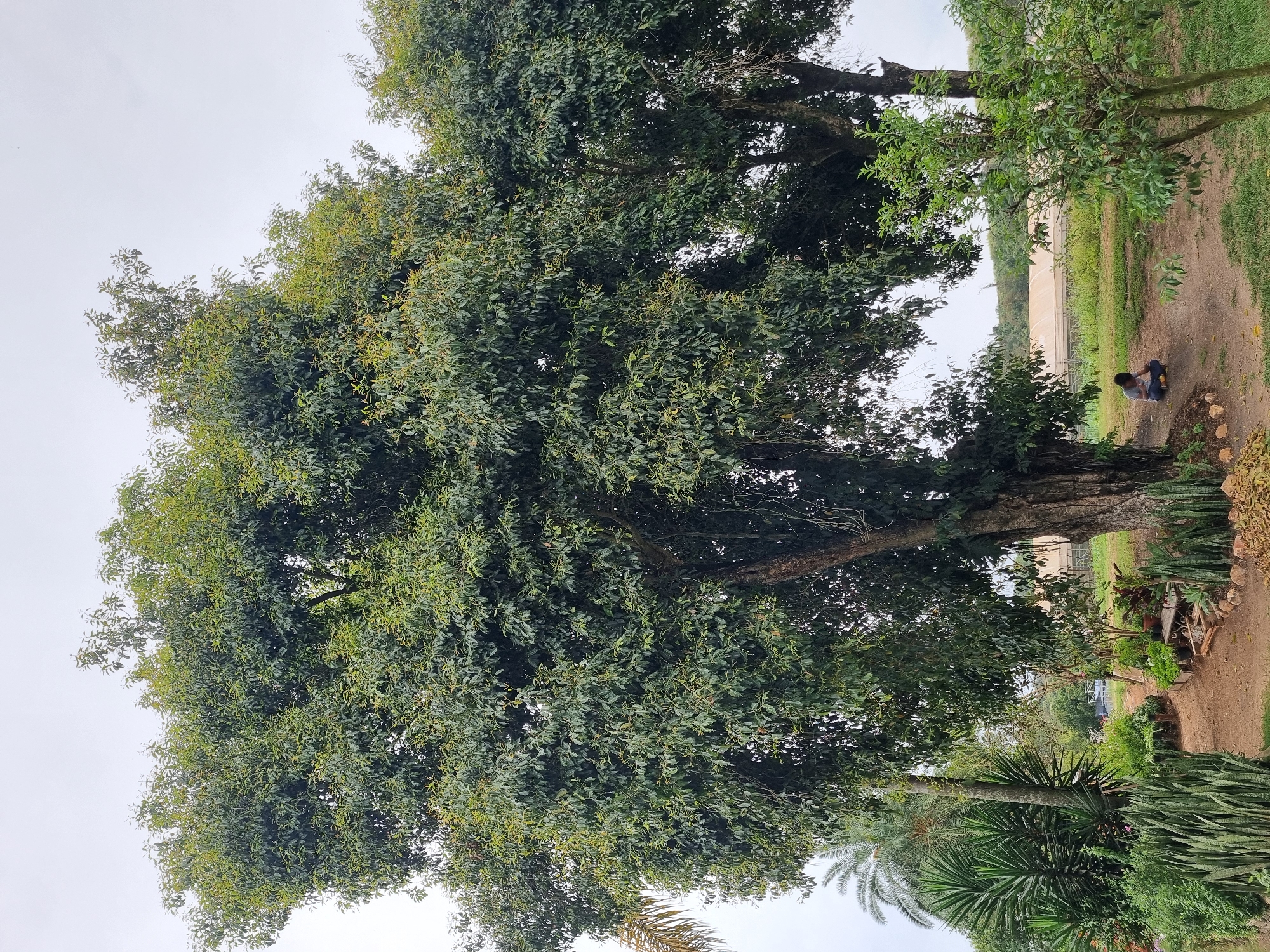 A young person is sitting on the ground under a large tree in an outdoor area with dense foliage and tropical plants. The person is wearing a gray shirt and dark pants, and is looking down at something in their hands. The tree is old with a thick, gnarled trunk and a wide canopy of green leaves. Other plants, including palm trees and succulents, are visible in the foreground and background. In the distance, there are some structures that appear to be greenhouses. The sky is overcast, suggesting a cloudy day. The scene is likely located in Laranjal Paulista, Brazil, given the lush vegetation and climate.