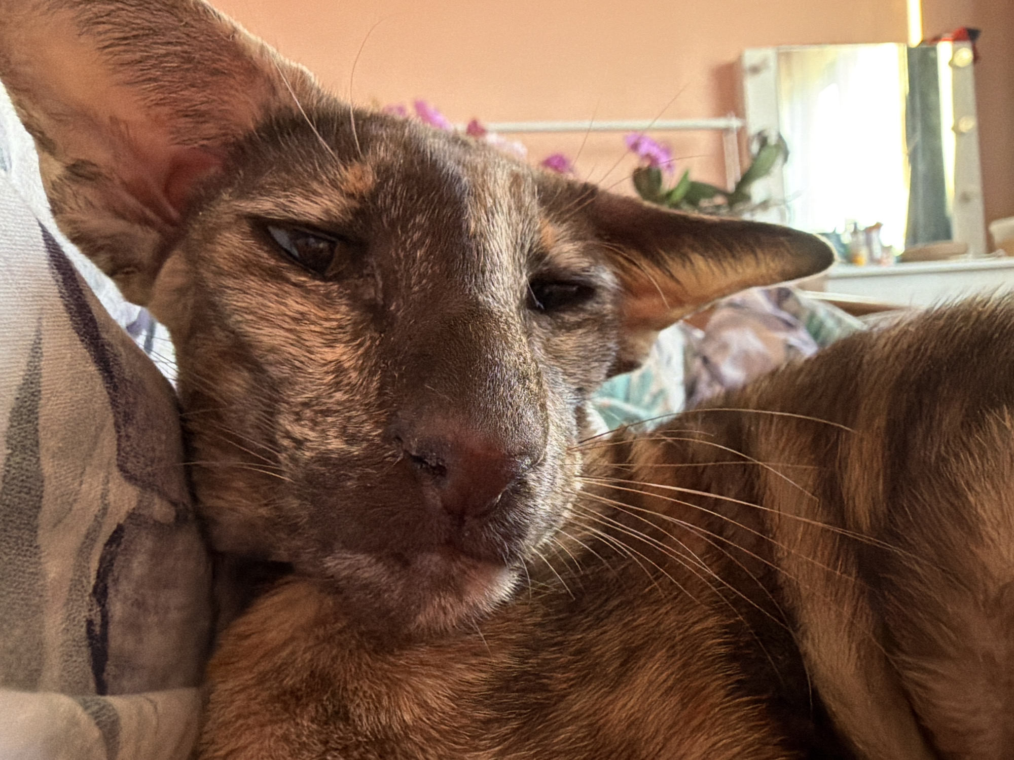 A close-up shot features an Oriental Shorthair cat resting its head on a striped pillow. The cat has large ears and a brown tabby coat. In the background, out of focus, is a white dresser with a mirror and some flowers. The specific location is not identifiable from the image.