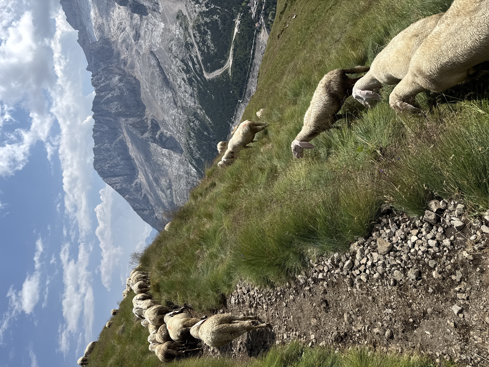 A flock of sheep walks along a rocky mountain path with lush green grass and a clear blue sky with scattered clouds overhead. In the background, majestic grey mountains rise, some covered in snow and ice. Below, a valley unfolds with trees and buildings, suggesting a settlement. The sheep, mostly white with some exhibiting light brown markings, are positioned at various points on the slope. Several sheep are walking up the path, while others graze on the grassy hillside. The perspective is from behind and slightly to the side of the flock, emphasizing their movement along the trail and the dramatic mountainous landscape. The scene is likely in the Dolomite mountains, near Canazei, Italy, given the characteristic mountain formations and the presence of a settlement in the valley.