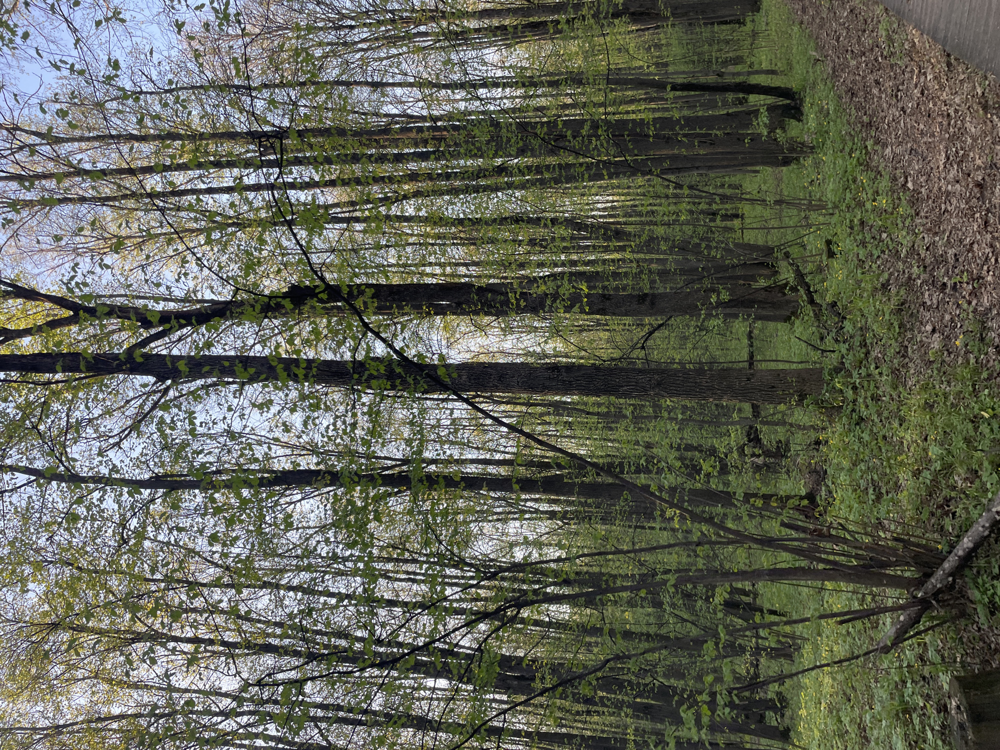 A forest scene, likely photographed in the spring based on the budding leaves and green ground cover, is shown. The view is from the ground, looking upwards through the tall, slender trees. The trees are spaced closely together, creating a dense forest atmosphere. A pathway is visible to the right, covered with fallen leaves. The sky is visible through the branches, appearing pale blue. The location is potentially in a park or wooded area within the city of Kazan, Russia, given the provided information. No people or other subjects/objects are explicitly visible beyond the forest vegetation and path. The primary action depicted is the growth and presence of the forest.