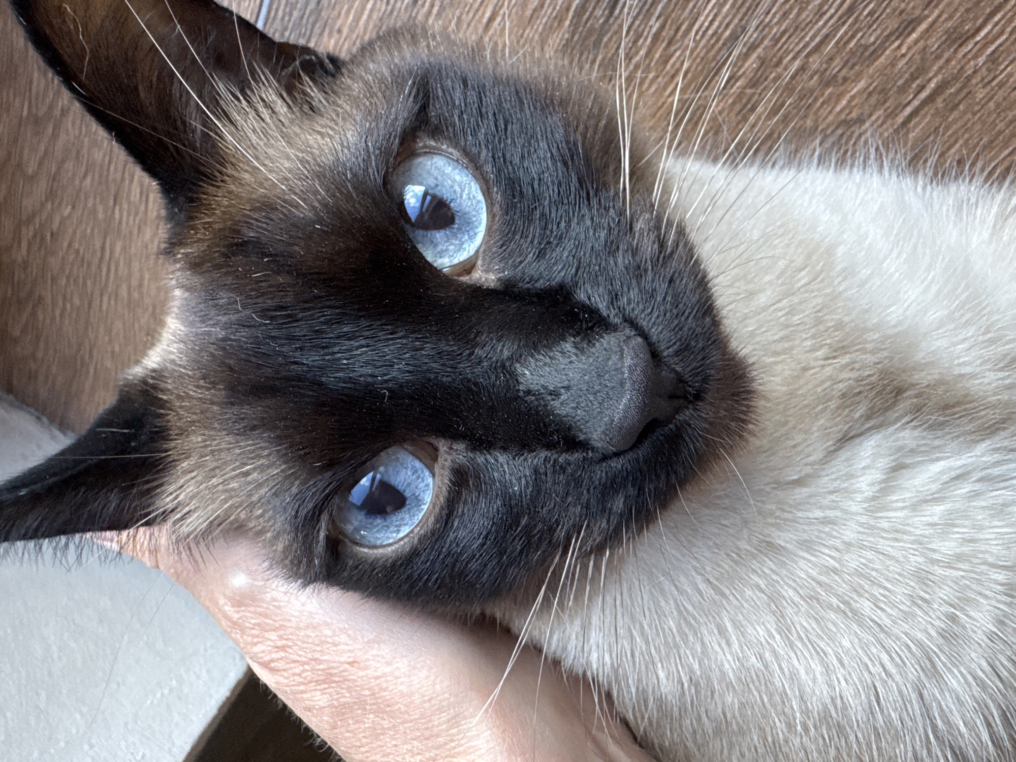 A close-up, eye-level, medium shot captures the face of a Siamese cat. The cat's striking blue eyes are the central focus, reflecting light. Its characteristic dark brown points contrast with its lighter fur. A human hand is visible on the left side of the frame, gently petting the cat behind its ear, with the texture of the cat's fur and the skin of the hand clearly discernible. The background consists of a wooden surface, suggesting an indoor setting. The location is not specified within the provided image or context.