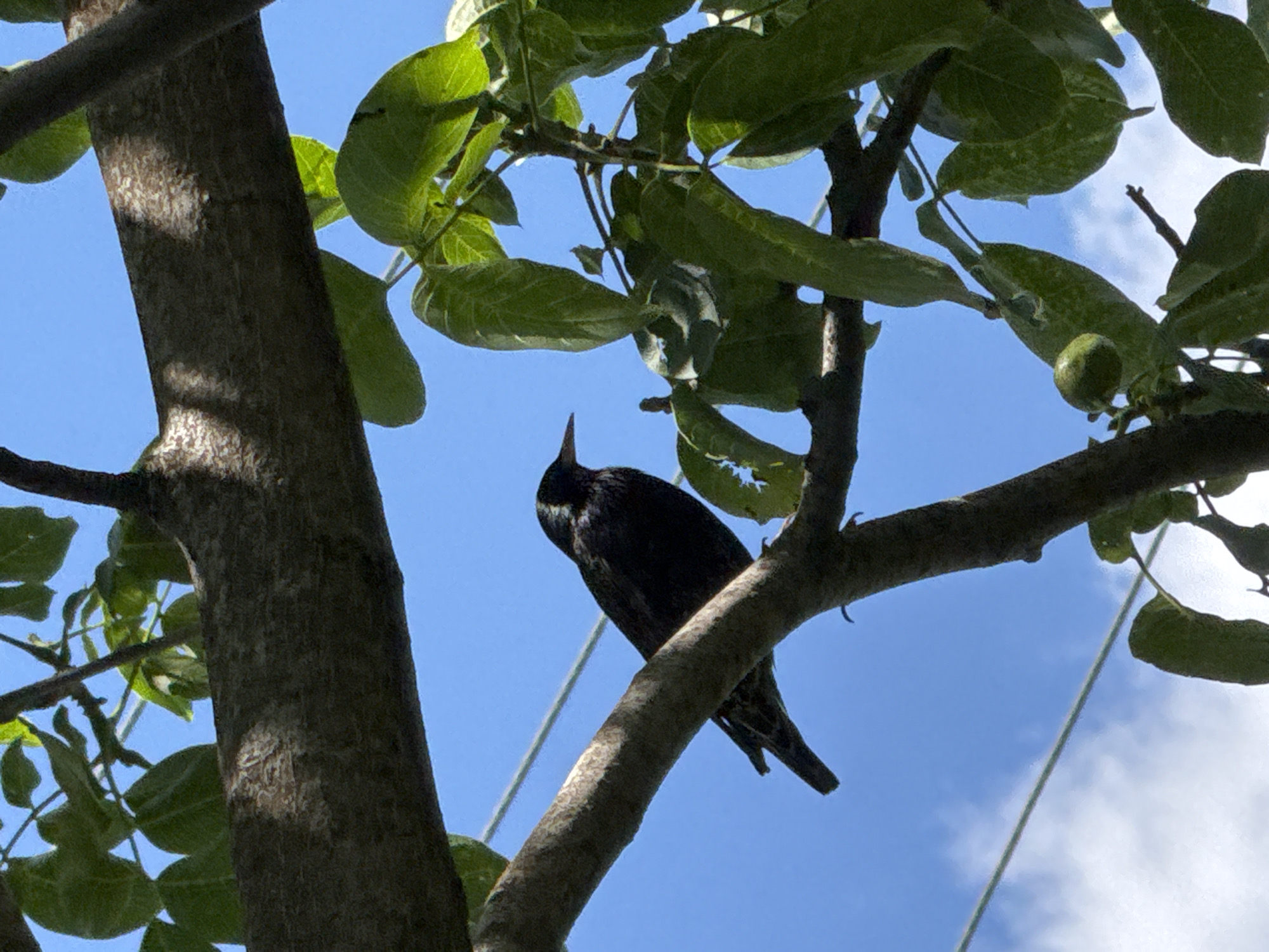 In Rozdilna, Ukraine, a dark-feathered bird with a pointed beak perches on a tree branch against a backdrop of clear blue sky. The bird is positioned in the lower-left quadrant of the image, facing right, with its body angled slightly upwards. Lush green leaves and textured tree bark surround the bird, with a hint of sunlight filtering through the foliage, casting dappled shadows on the branch. A thin, light-colored wire runs horizontally across the upper portion of the frame, suggesting an outdoor setting with potential utility lines. The image captures a tranquil moment in nature, with the bird as the central subject amidst the natural elements of the tree and sky.