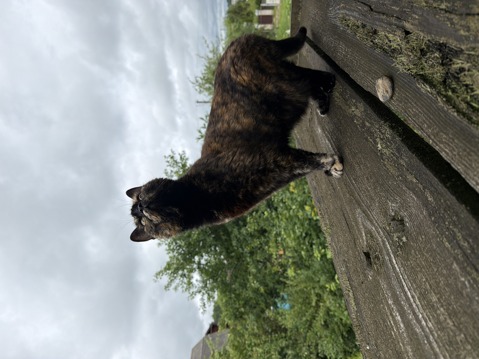 A tortoiseshell cat stands on a weathered wooden surface outdoors, looking upwards. The cat's fur exhibits a mix of black, brown, and orange patches. Its paws are visible, with one paw showing lighter colored fur. The wooden surface appears aged and worn, with visible grain and some patches of moss. In the background, lush green trees and foliage create a natural setting, with a cloudy sky overhead. The scene appears to be in a rural or suburban area.