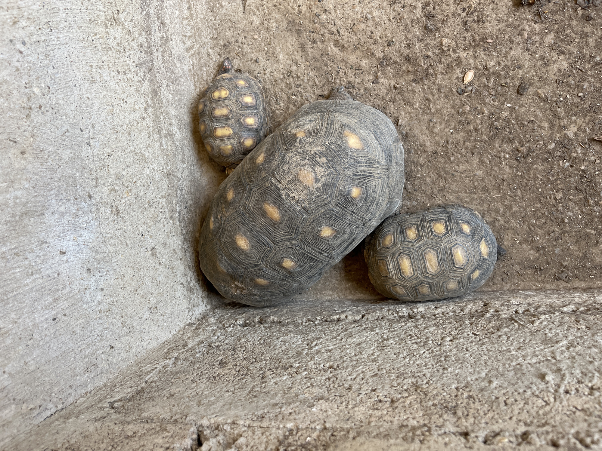 Three yellow-footed tortoises are huddled together in a corner formed by concrete structures. The tortoises vary in size, with one significantly larger than the other two. The surrounding environment appears to be a rough, concrete surface. There is no indication of the location Juan Griego, Venezuela in the image.
