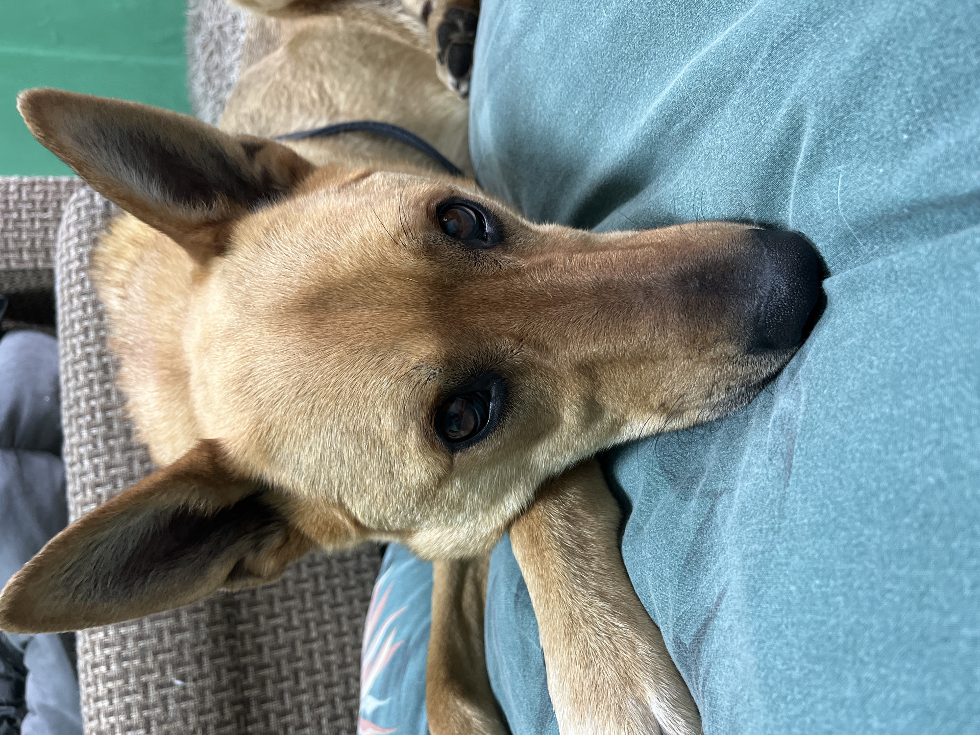 A tan dog with erect ears rests its head on a light blue cushion. The dog has dark brown eyes and a black nose. A dark-colored collar is visible around the dog's neck. The dog lies on a woven tan surface. The photograph's composition places the dog's head as the primary subject. The location is unspecified, and there is no indication this photo was taken in Nizhny Tagil, Russia.
