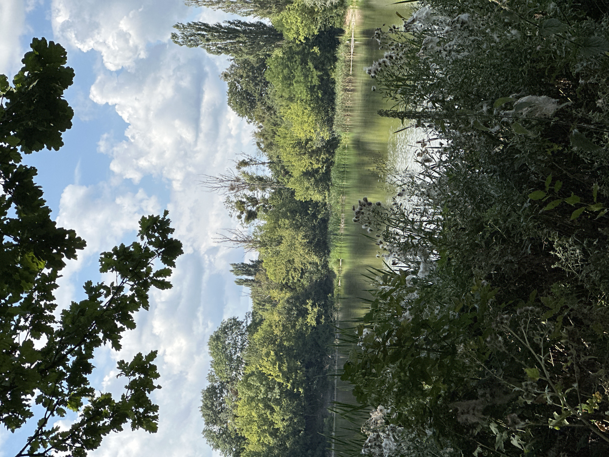 The image shows a serene natural landscape on a cloudy day. In the foreground, dense green foliage and fluffy seed heads of plants obscure the lower part of the frame. Beyond this, a calm body of water reflects the sky and the lush trees lining its bank. The trees form a dense green barrier, with various species visible, including tall, slender poplars and broader deciduous trees. The sky above is a mix of blue patches and heavy, white clouds. The scene appears to be a tranquil park or natural area, possibly on the outskirts of the city of Makiv, Ukraine, given the presence of typical European flora and a common natural landscape found in such regions. No people or specific man-made structures are discernible in the image.