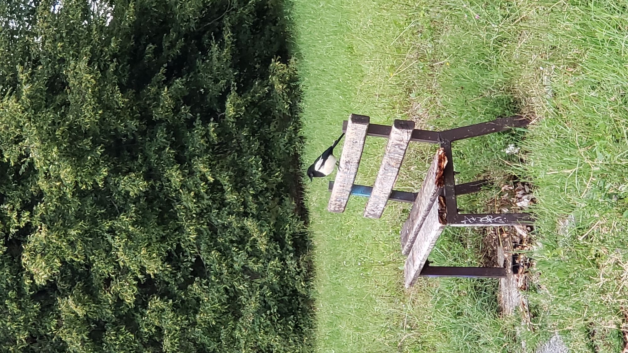 A black and white magpie is perched on the backrest of a weathered wooden park bench. The bench has a dark metal frame and shows signs of wear and tear, with some wooden slats appearing broken or missing. The bench is situated in a grassy area, with a dense green tree line forming the background. The overall scene suggests an outdoor park or recreational space. No specific location in Prešov, Slovakia can be identified from the image.
