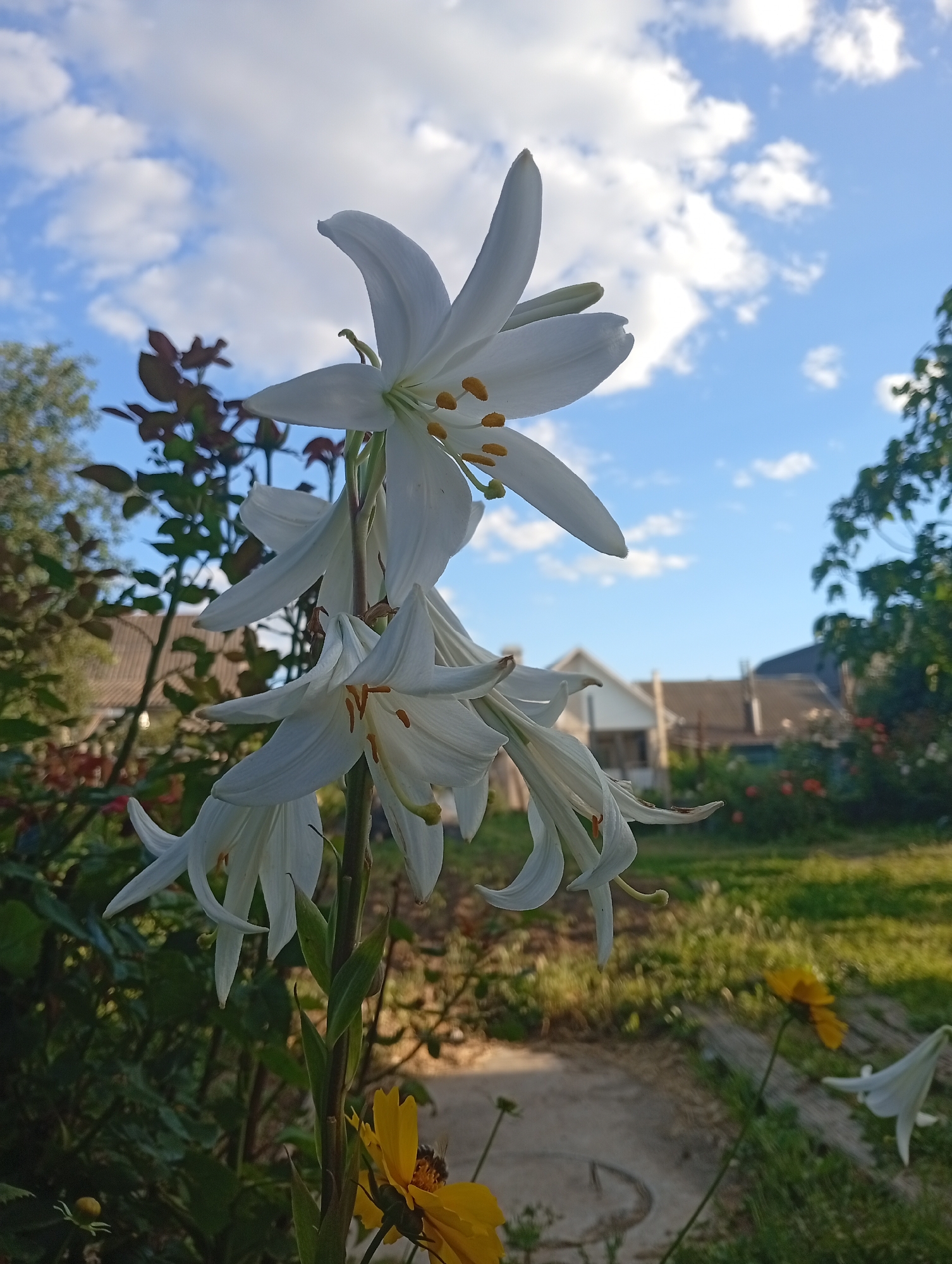 The image depicts a close-up view of several white lilies in bloom, with their petals unfurling towards a blue sky dotted with white clouds. The lilies are on a green stem with leaves. In the background, there are out-of-focus houses with tiled roofs, suggesting a residential area. Green grass and some yellow flowers are also visible in the background, along with trees on the right side of the image. The lighting suggests it is daytime, possibly late afternoon or early morning, given the warm light. The overall impression is of a peaceful garden scene. There is no indication of the city of Mykolaiv, Ukraine, in the image itself.
