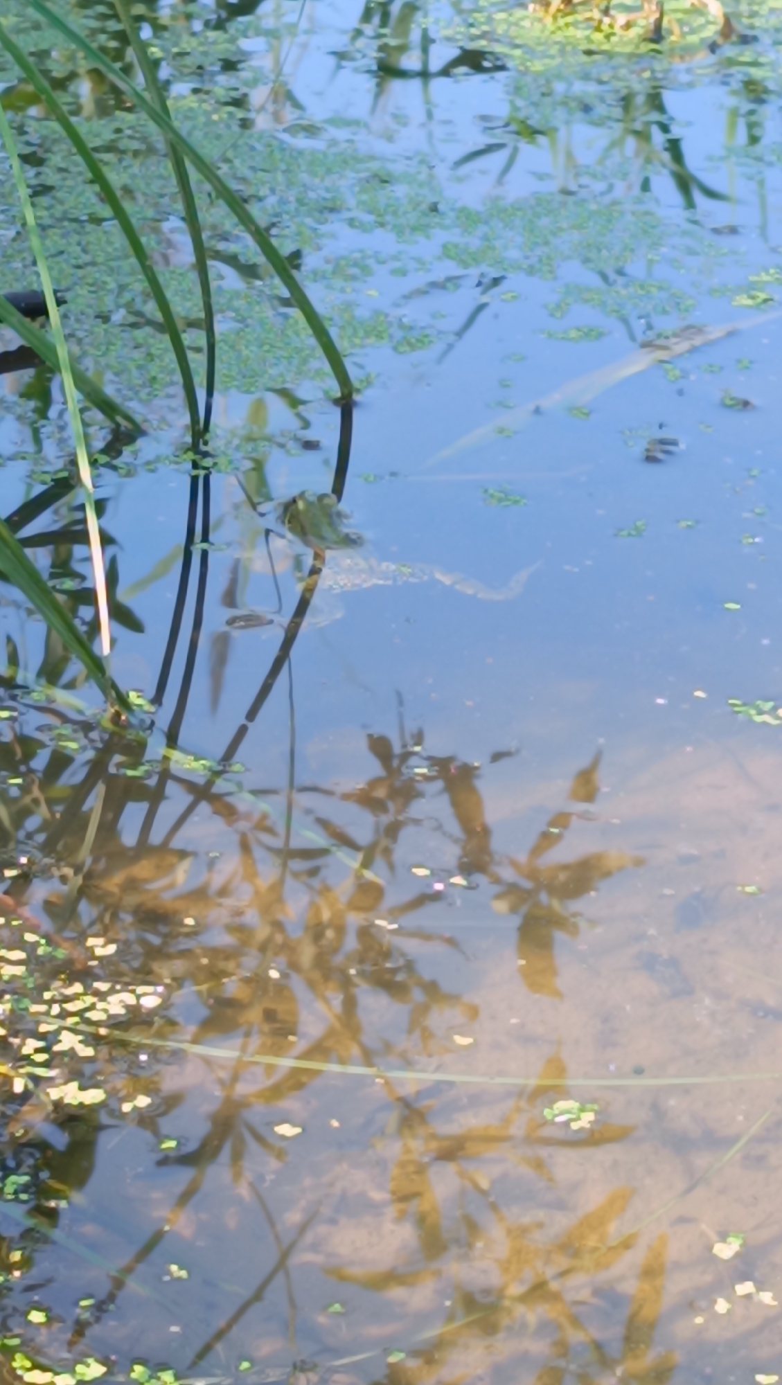 A close-up, vertical shot shows the surface of a body of water with aquatic plants. In the upper half of the frame, green duckweed floats on the water's surface, interspersed with reflections of the sky and vegetation. A few strands of tall, thin green reeds emerge from the water on the left side. In the center of the image, a small, light-brown frog is partially submerged, its body visible above the waterline as it rests near a reed. The lower half of the image reveals submerged plant life, casting shadows on the sandy bottom. The water is clear enough to see these details. The scene is devoid of any human presence. The location of Karsha, Russia, is not depicted in the image.