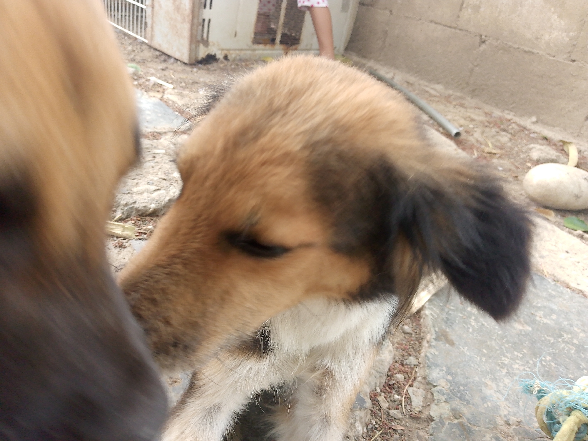 The image shows two dogs outdoors in Juan Griego, Venezuela. The dog on the right is light brown and white with black ears. The dog on the left is brown. There is a concrete block, some loose debris, and a piece of blue rope on the ground. A concrete wall is in the background. There is a white object, possibly a rock or vegetable, next to the wall. A piece of metal is visible in the background. The leg of a person is barely visible.