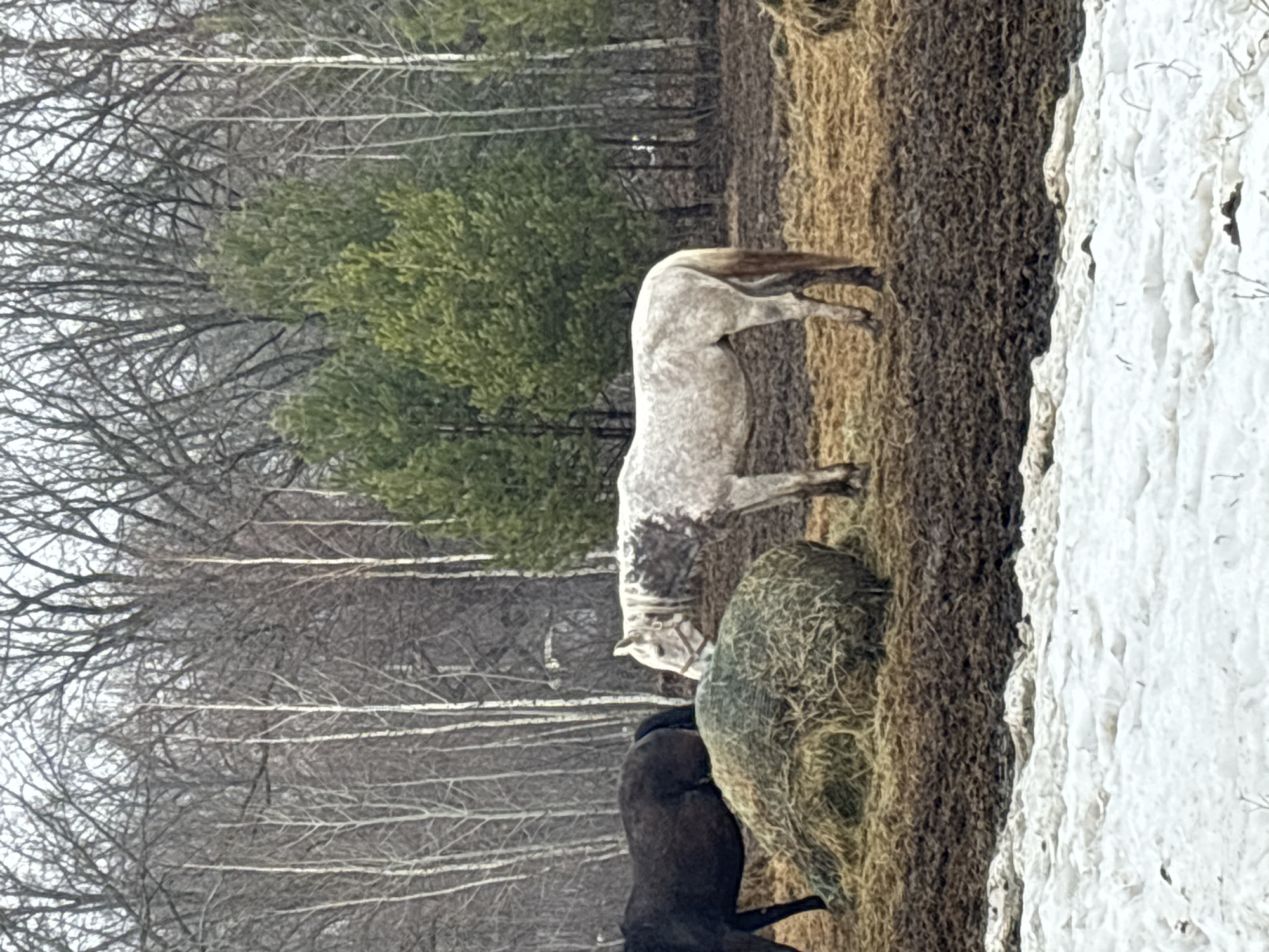 The image shows a snow-covered field with trees in the background. There are two horses, one gray and one brown. The gray horse is standing near a haystack. The location of the image is not specified.
