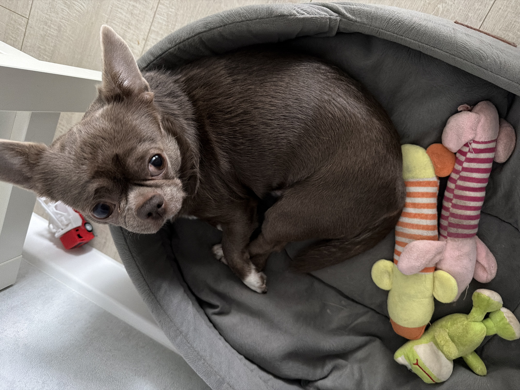 A brown chihuahua dog is curled up in a gray dog bed. Next to the dog are three plush toys: a pink and white striped toy, a yellow and orange toy, and a green toy. A small red and white toy fire truck sits on a white surface near the dog bed. The location is Votkinsk, Russia.