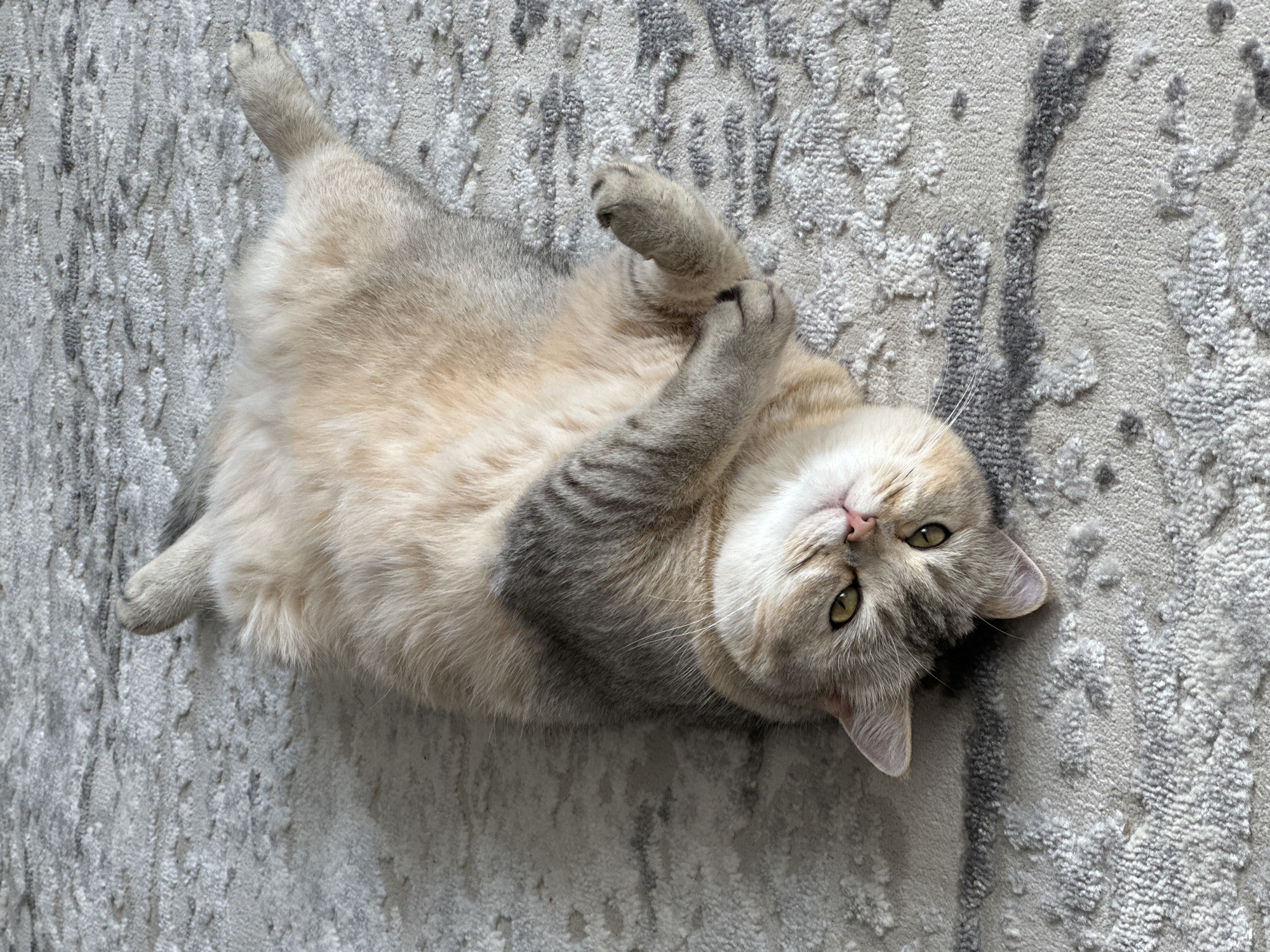 A light-colored cat with grey tabby markings is lying on its back on a grey and white patterned rug. The cat's paws are curled up towards its chest, and its head is tilted slightly, with its eyes open and looking towards the camera. The cat's fur is fluffy and appears soft. The rug has a textured, abstract pattern. The scene is lit by natural light, casting a soft shadow from the cat onto the rug.