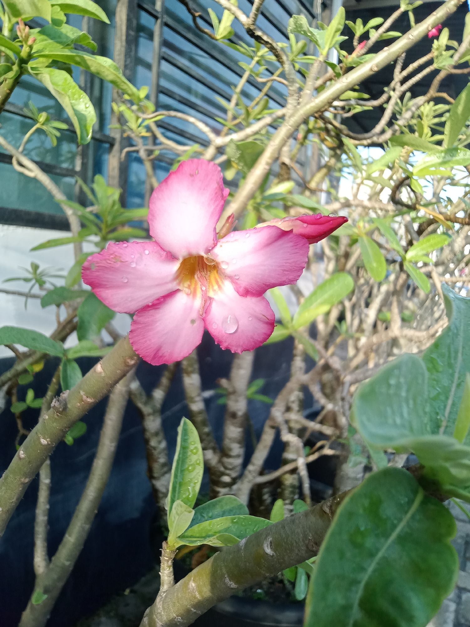 A close-up, eye-level shot captures a single pink desert rose flower in full bloom. The flower is centered in the frame, its delicate petals tinged with white towards the edges and featuring a yellow and pink gradient in its throat. Water droplets glisten on the petals and leaves, suggesting recent rain or watering. The flower is supported by a woody, branching stem, characteristic of desert rose plants. Behind the flower, out-of-focus green leaves and more branches create a natural, verdant backdrop. In the upper left portion of the image, a window with dark horizontal bars is visible, hinting at an indoor or semi-enclosed space, possibly a home or building in Paya Geli, Indonesia, given the context. The overall lighting suggests it is daytime, with the sun casting a soft glow on the scene.